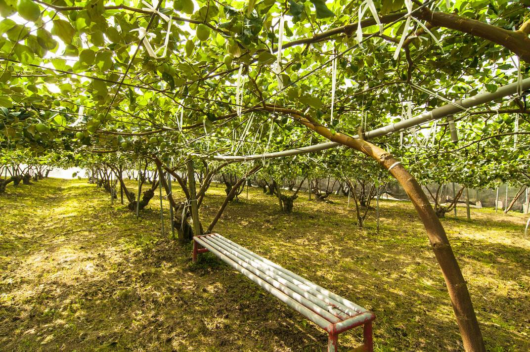 果樹下設有休憩區