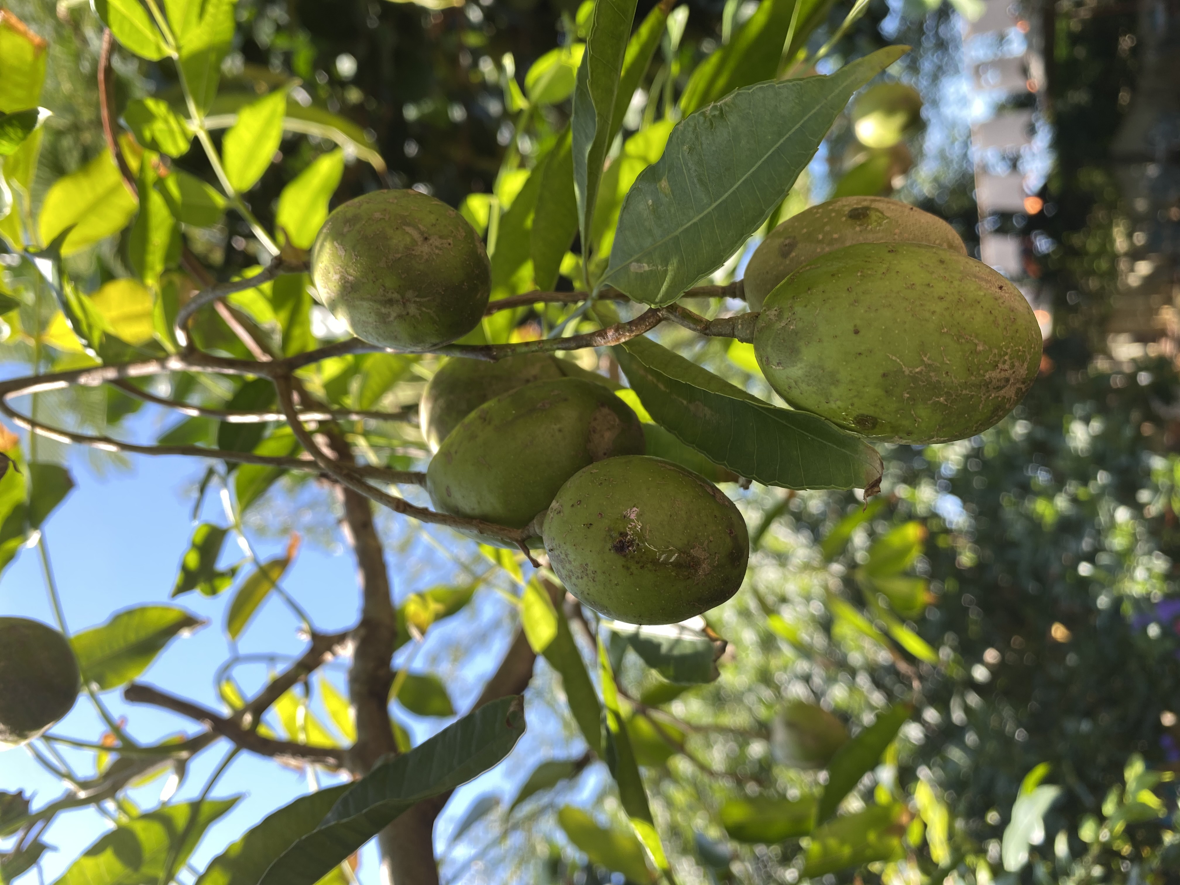 榅桲，可做成果醬或涼拌菜。