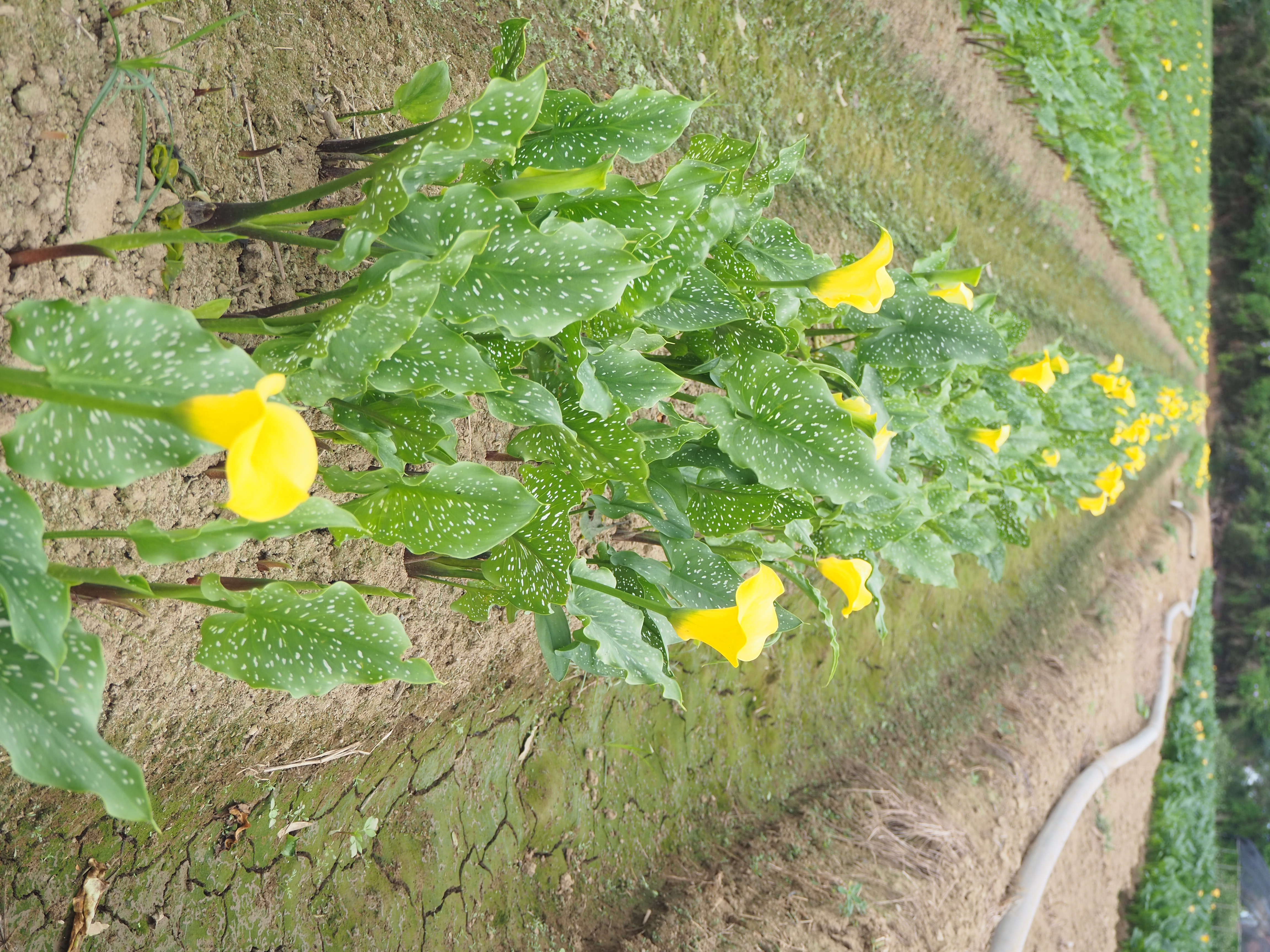 海芋花開時，特地保留一區不採摘。