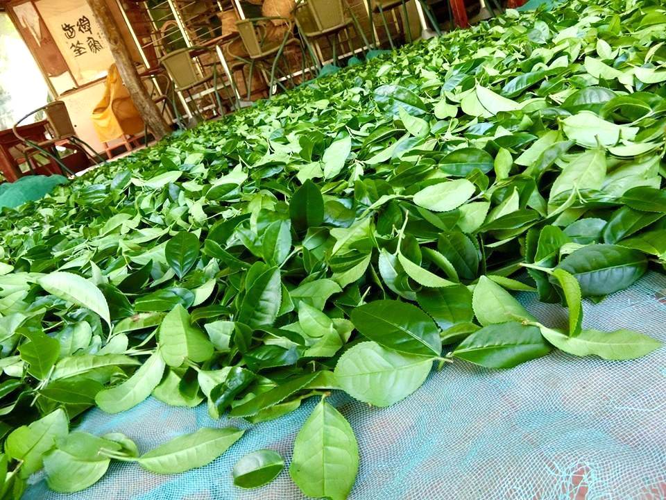 無毒耕作有機茶葉