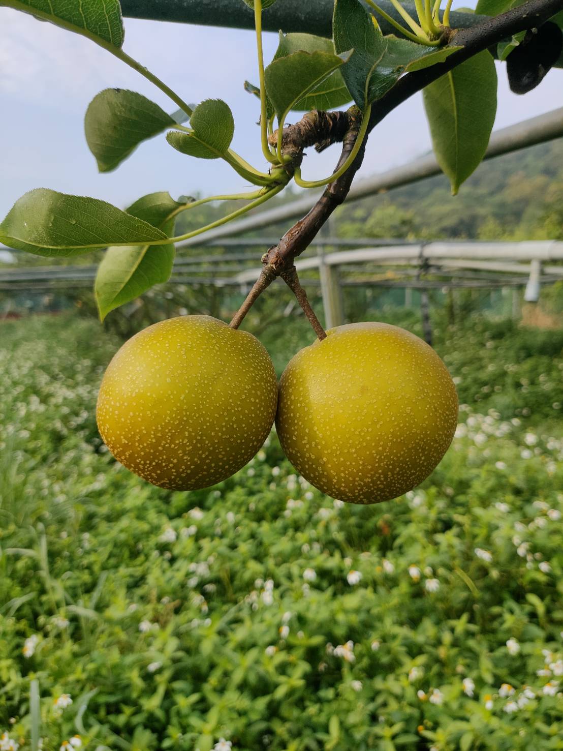 遊客可以在農場買到新鮮水梨，也可以體驗採果活動。