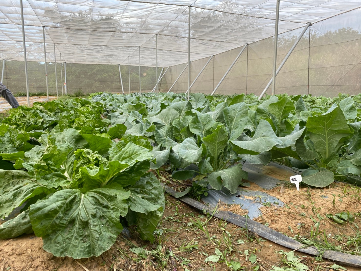 生產專區：使用網室搭建蔬菜生長專屬空間，減少蟲害影響。