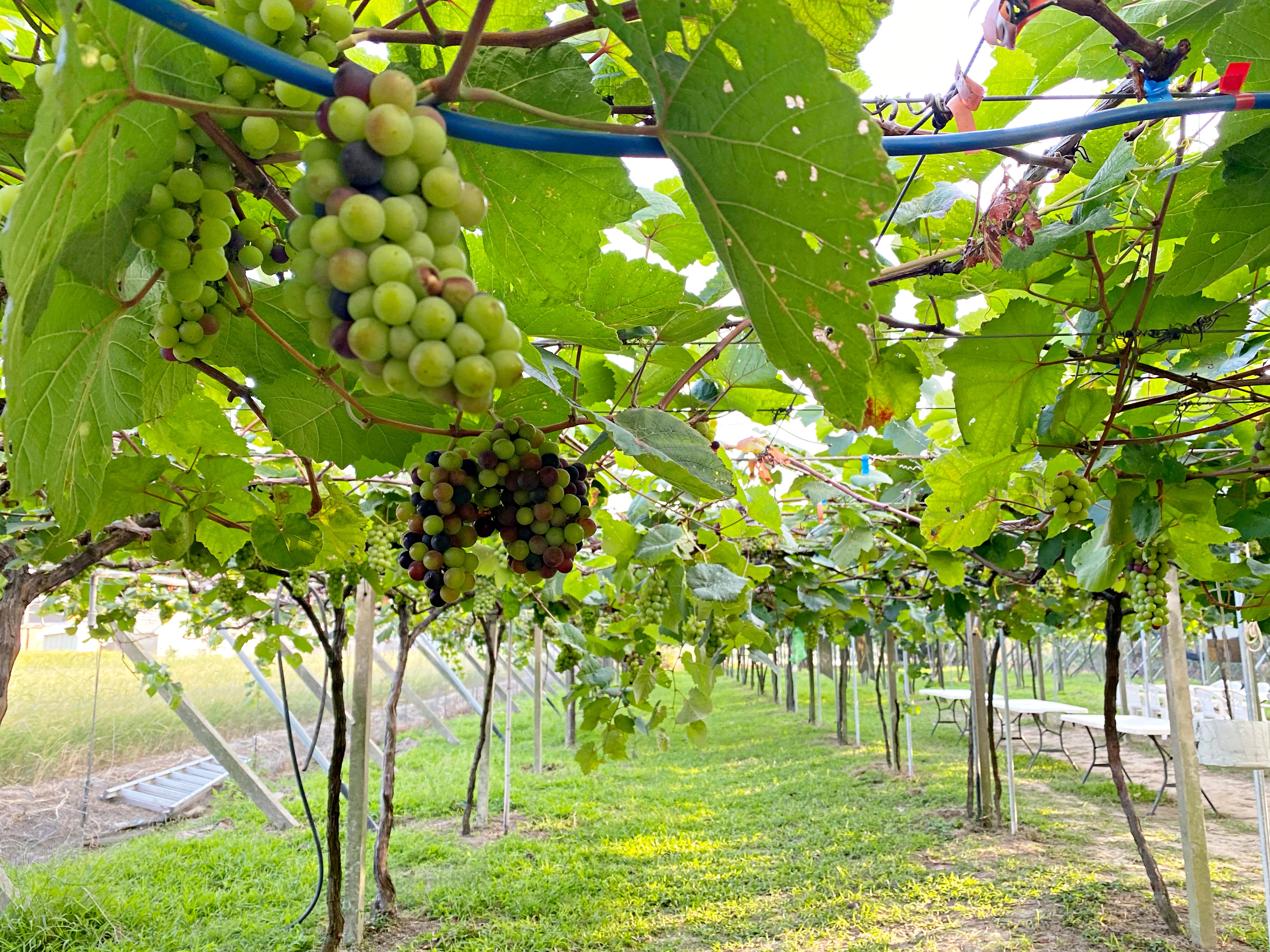 生產專區：園區內的葡萄物種有台中2號、5號、黑后葡萄、貝利A葡萄等多種品種。