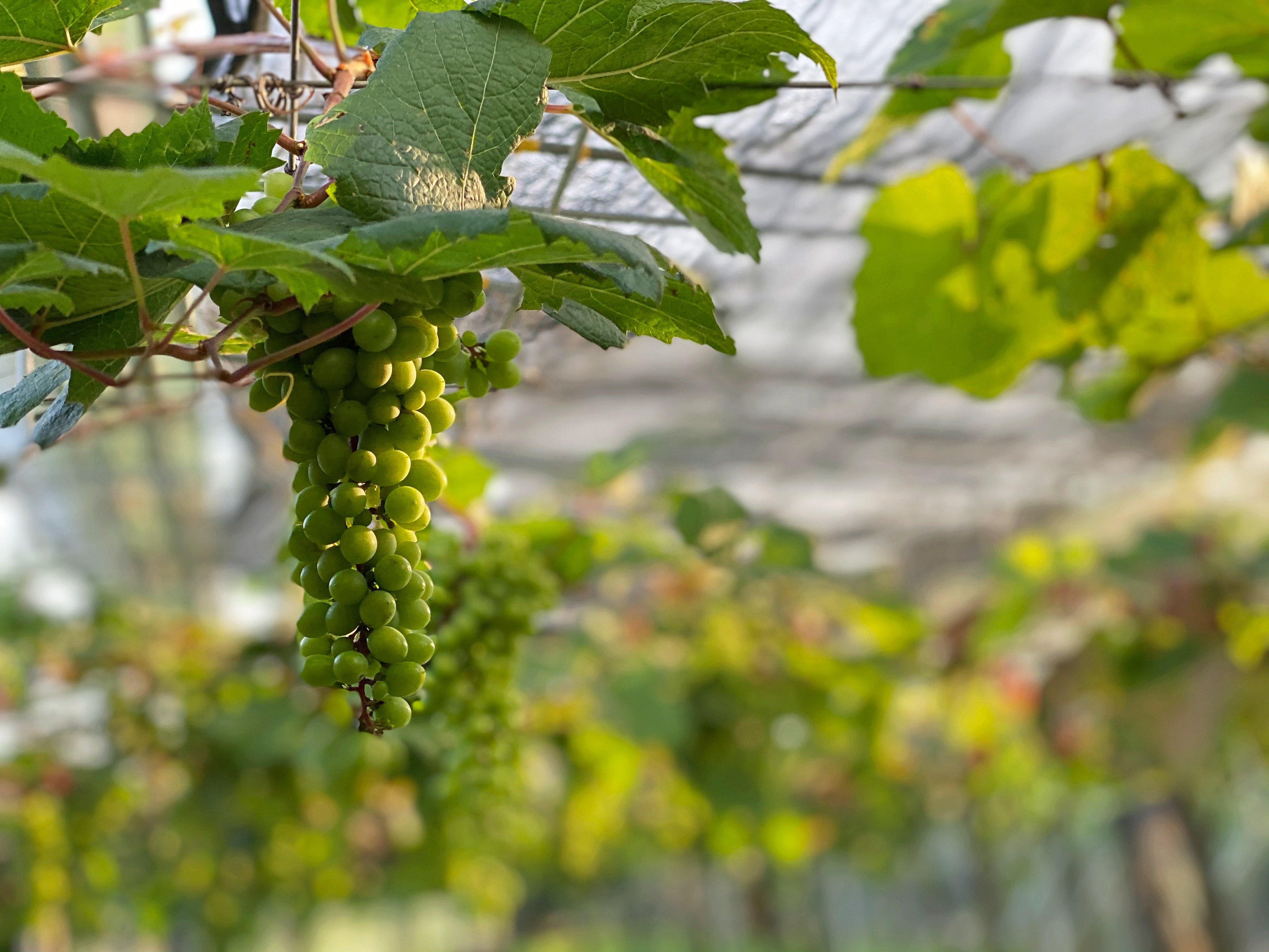生產專區：園區內種植多品種葡萄。