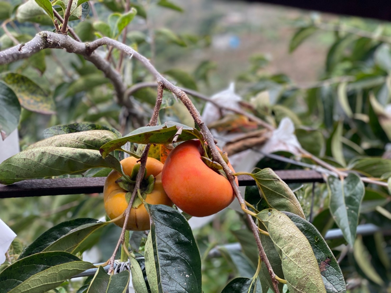 園區內種植甜柿、桶柑等多種水果。