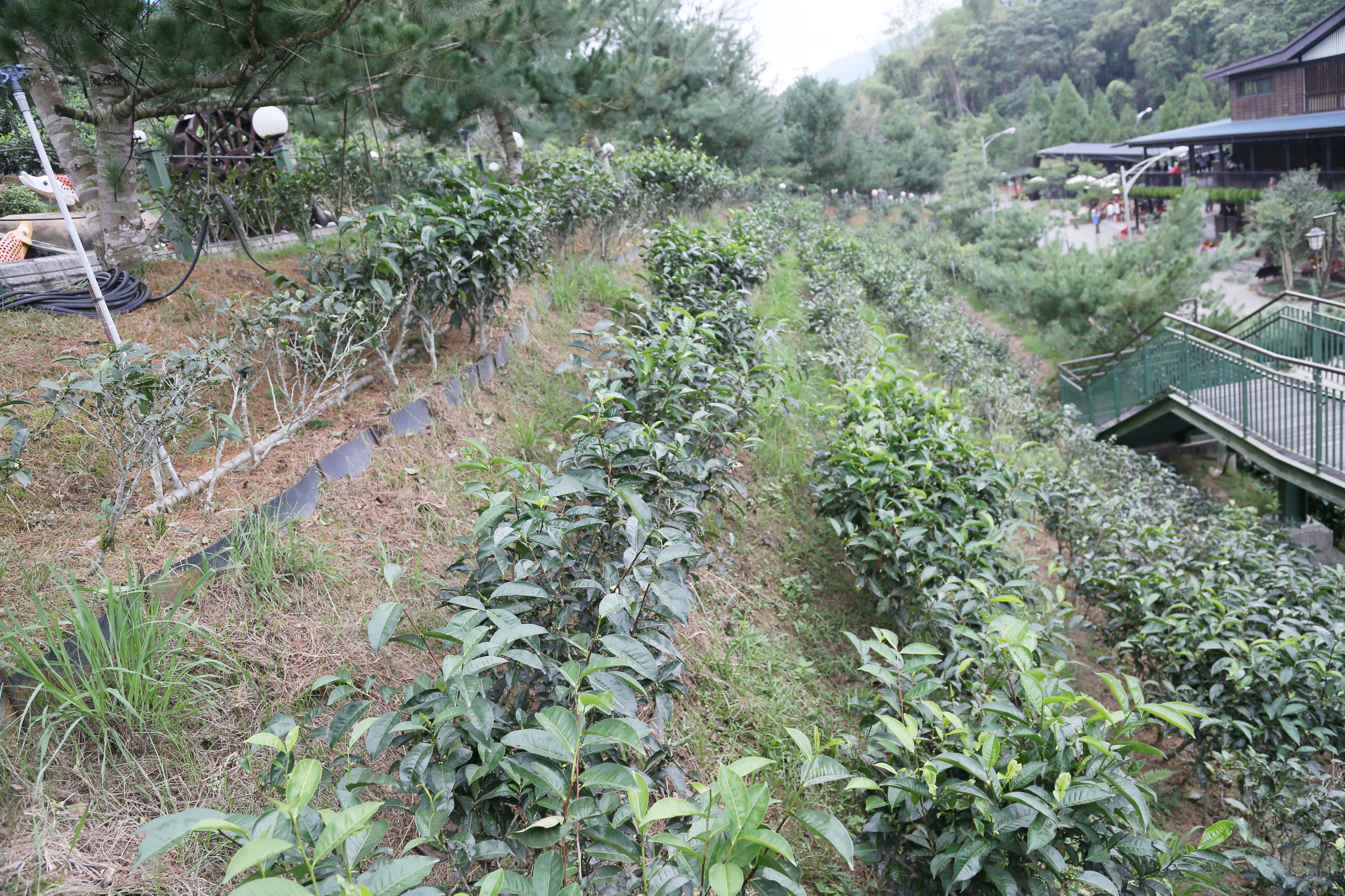 園區內種植阿薩姆紅茶、紅玉紅茶及紫芽山茶。