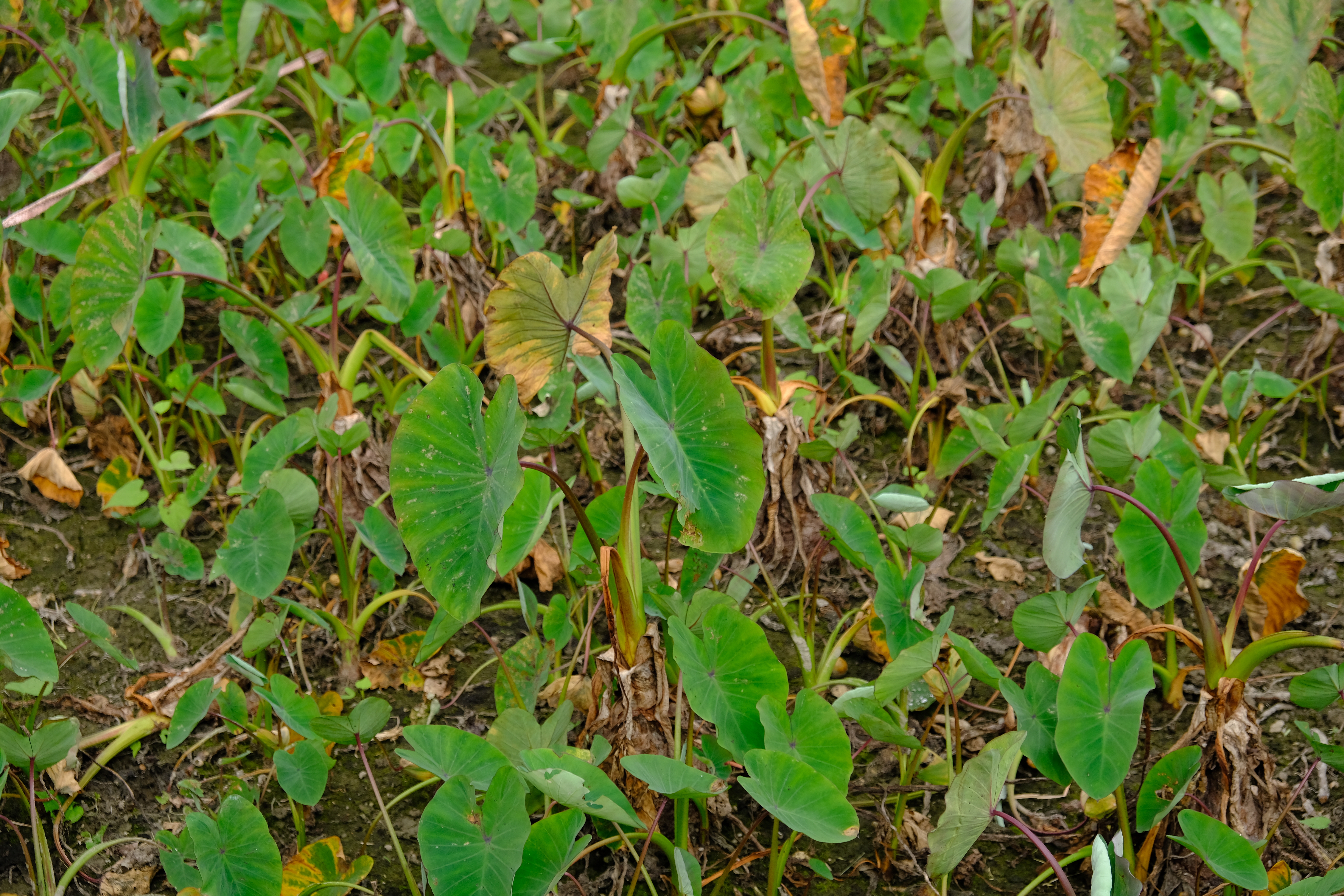 常見的品種檳榔心芋是茅鄉亭主要栽種作物。