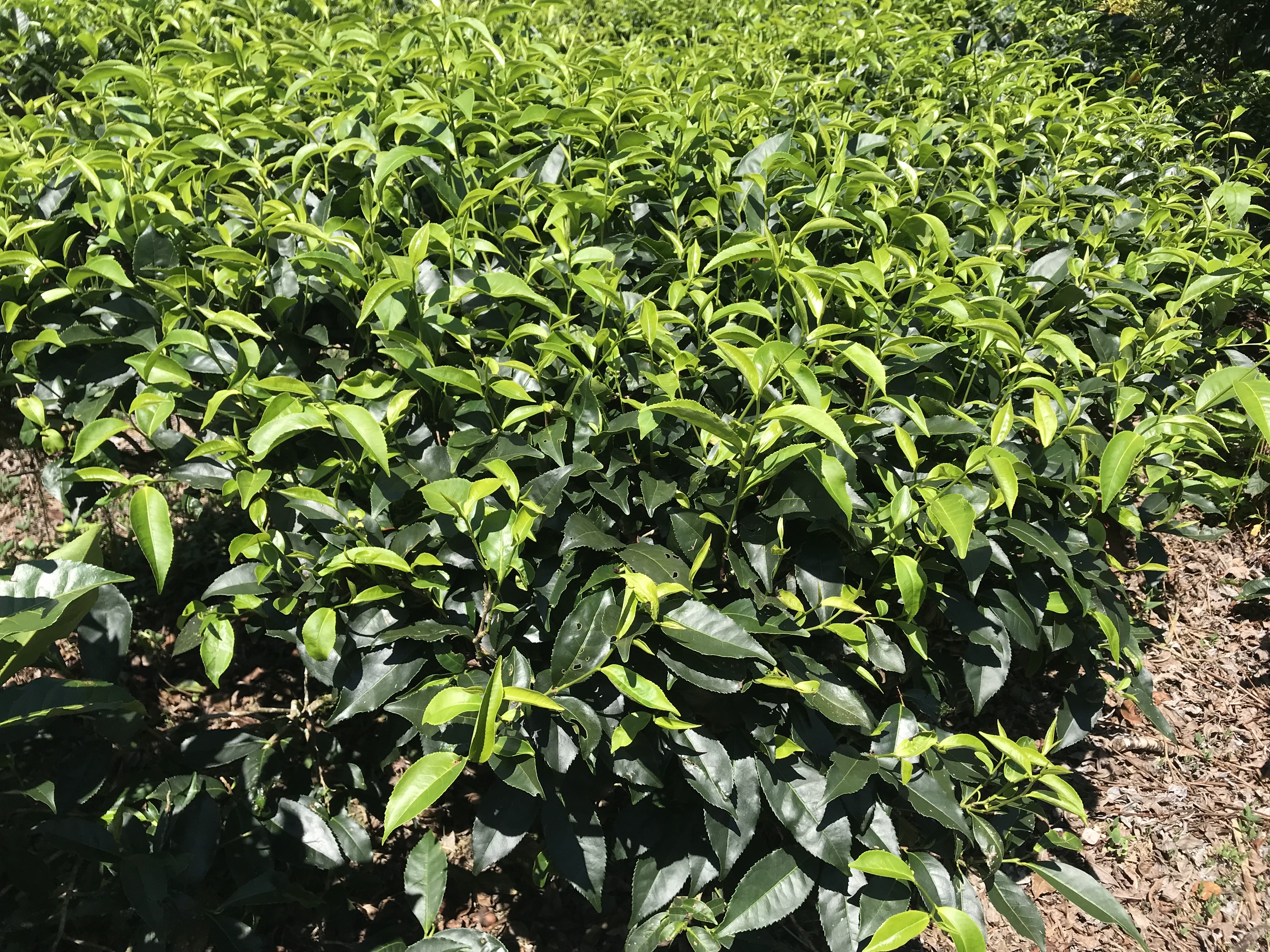 茶園內種植紅玉、紅韻、阿薩姆及台灣原生種紅茶。