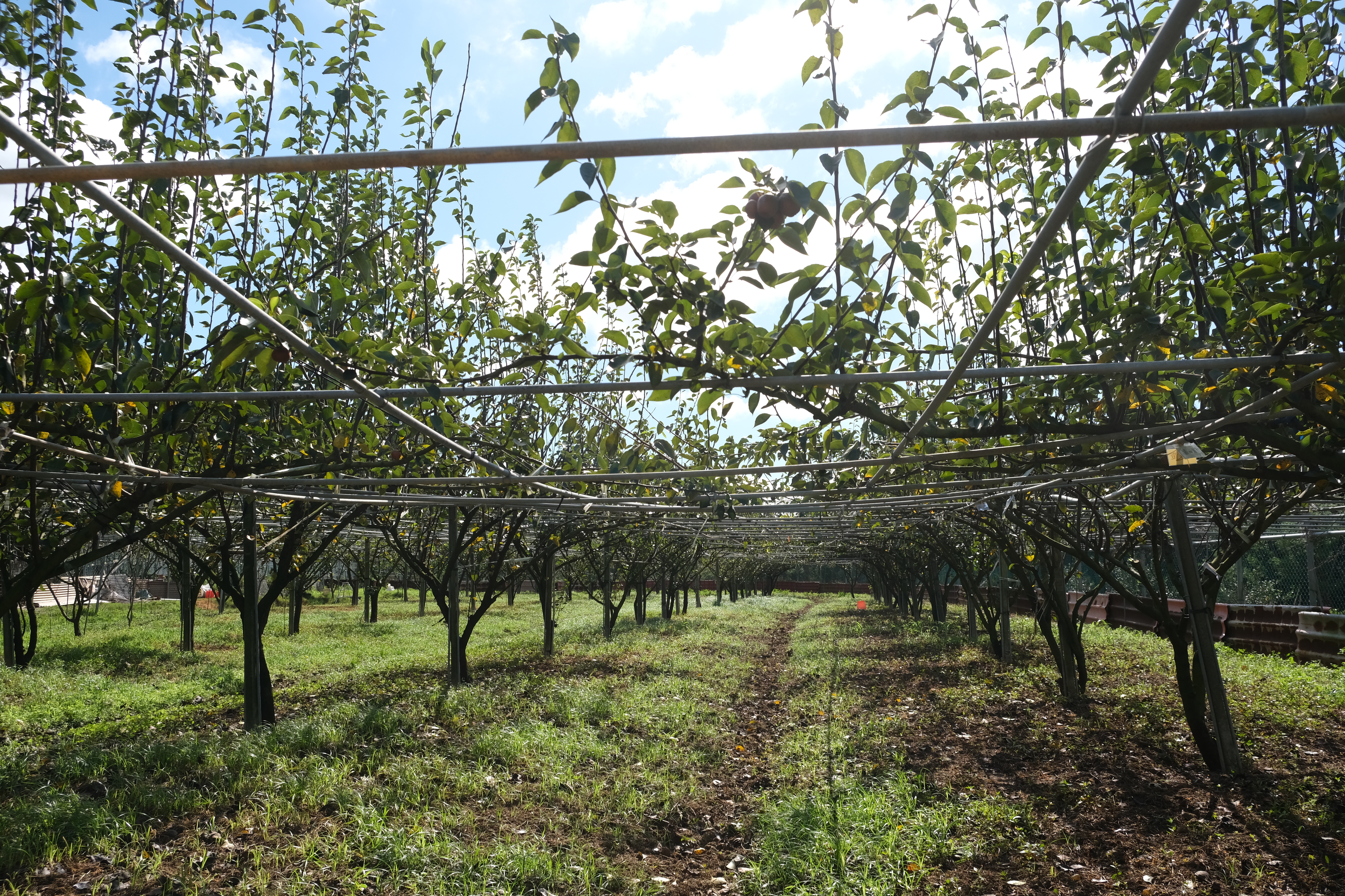 造境農場內種植多種水梨品種。