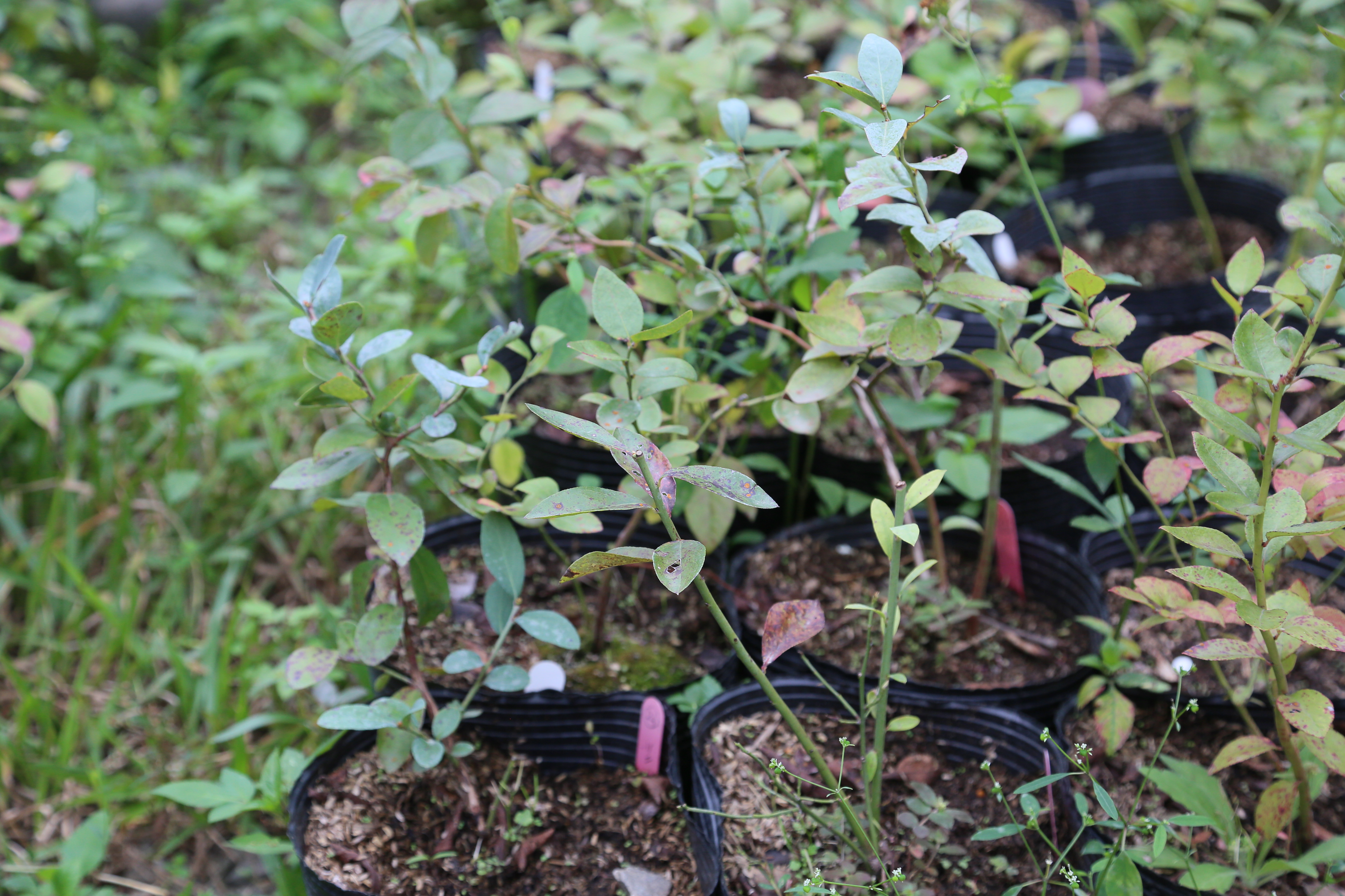 阿公的公園種植藍莓植栽。