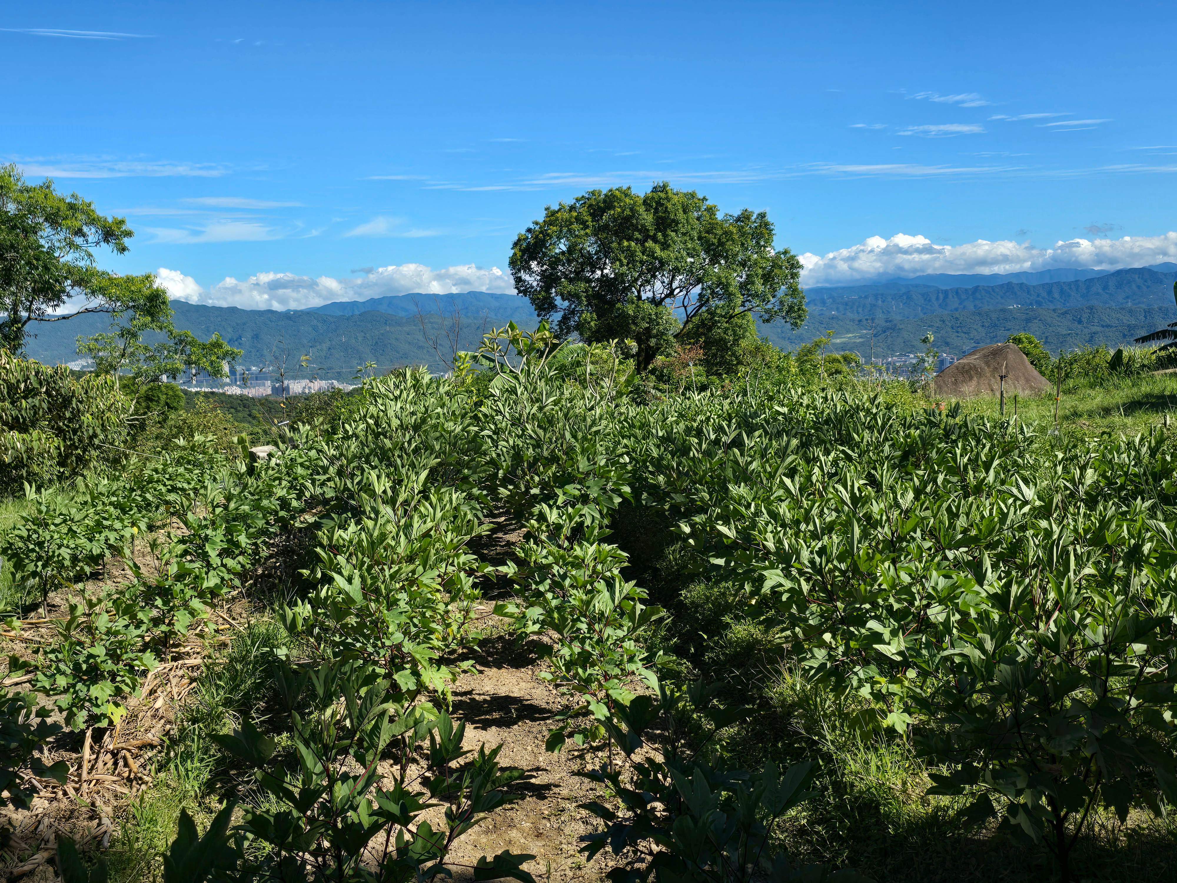 白石森活友善環境，農場全區採有機栽培。