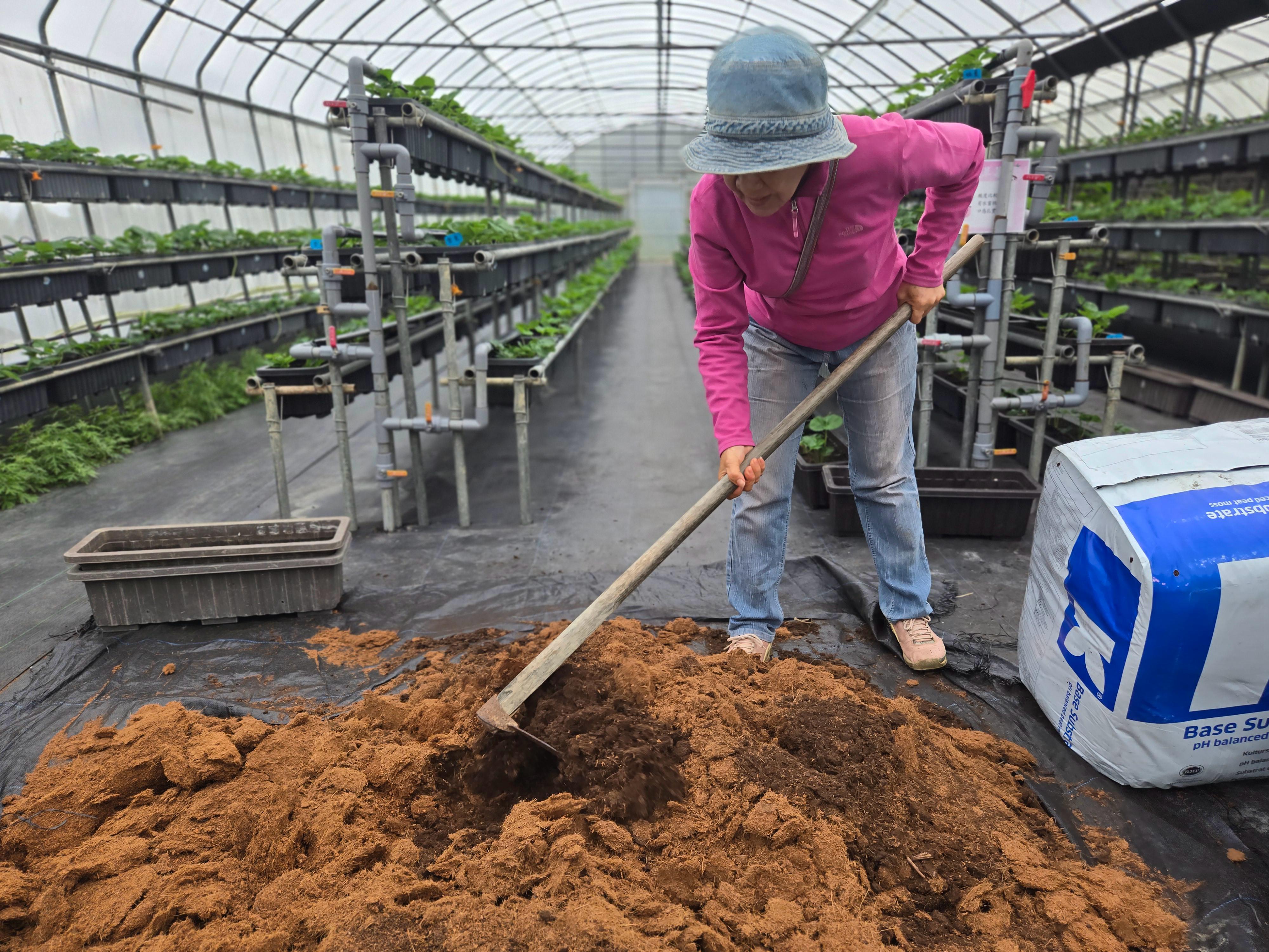 農場利用包括老葉的農業廢棄物，做堆肥種蔬菜。