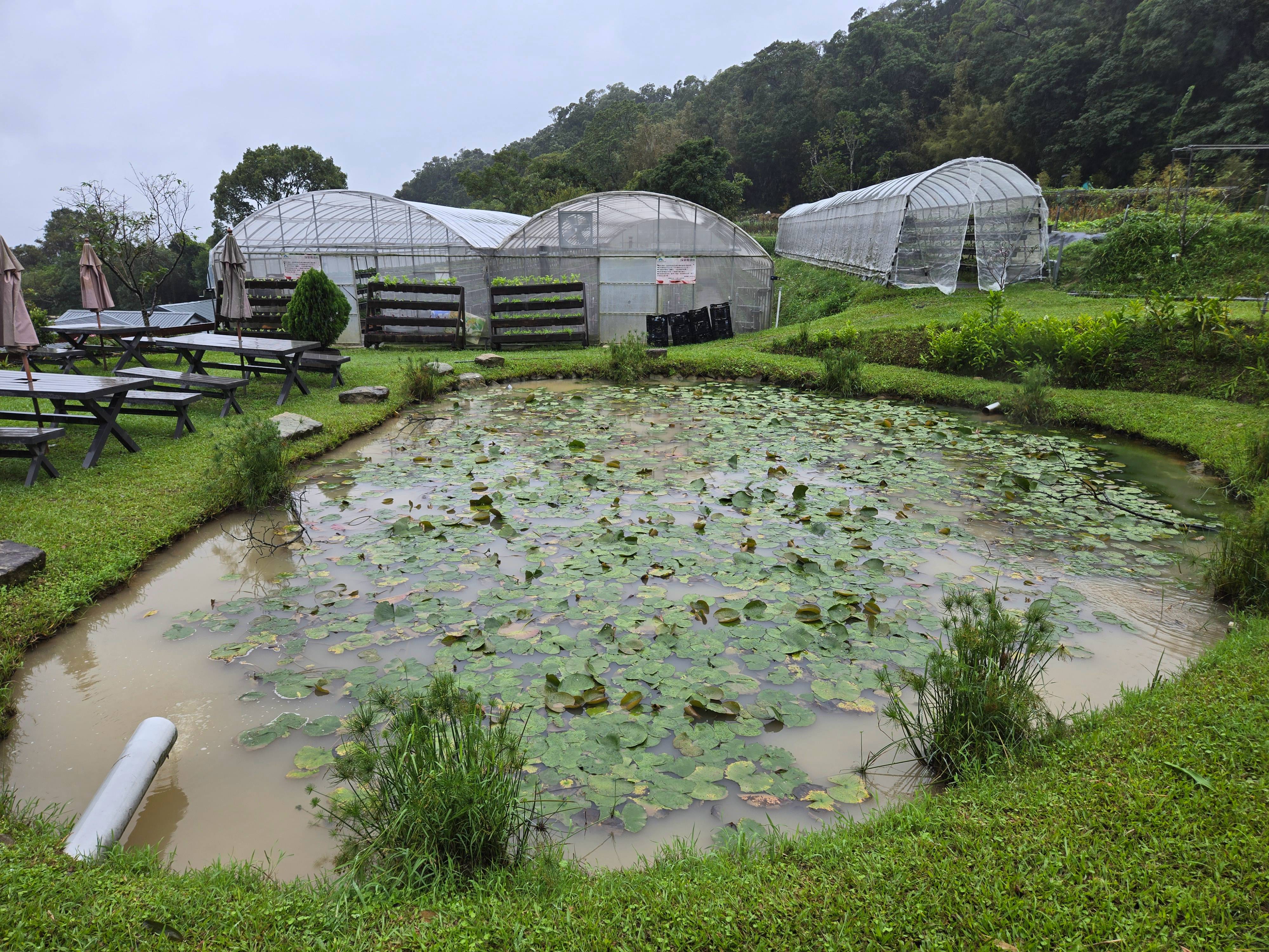 美麗的蓮花池，同時也是水循環生態池。