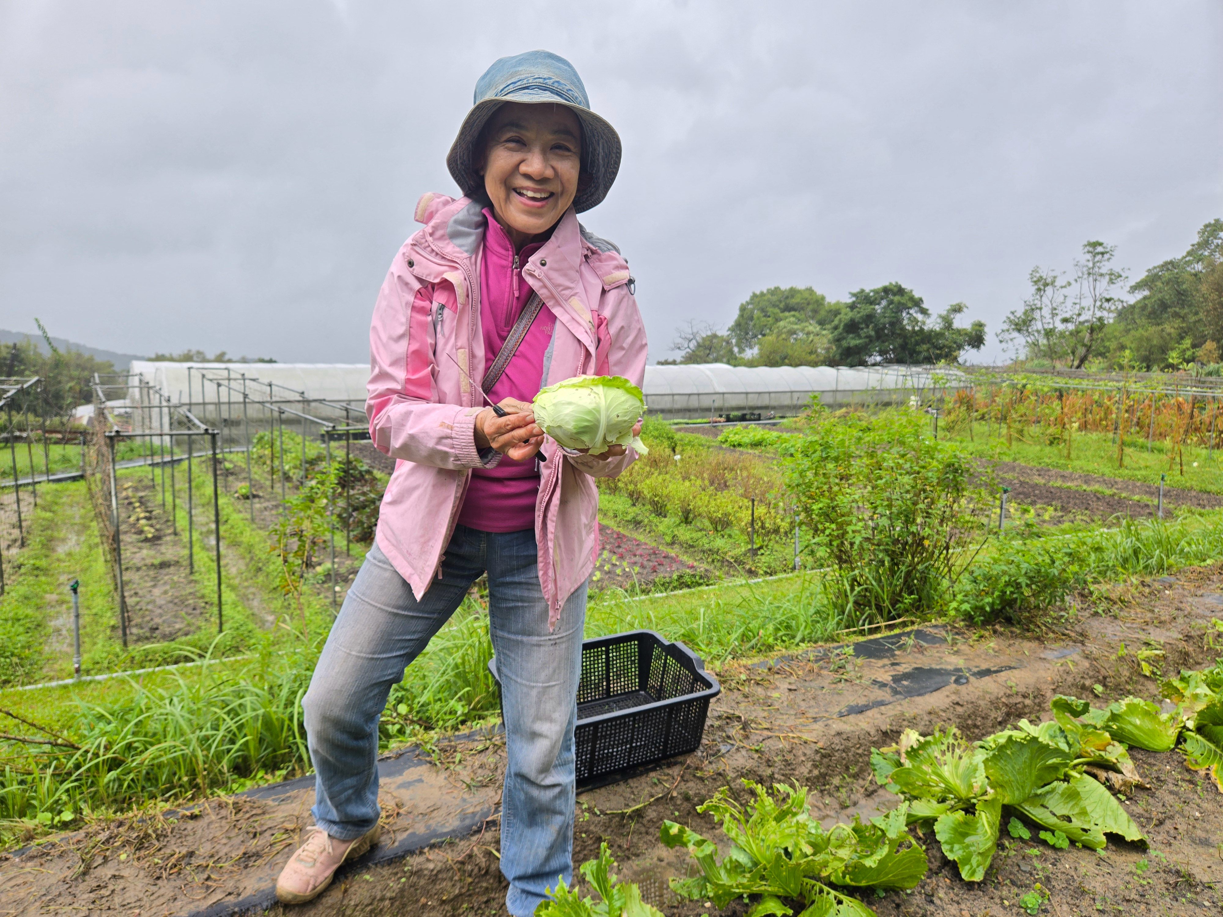 從產地到餐桌，農場主人帶遊客到有機農園採菜。