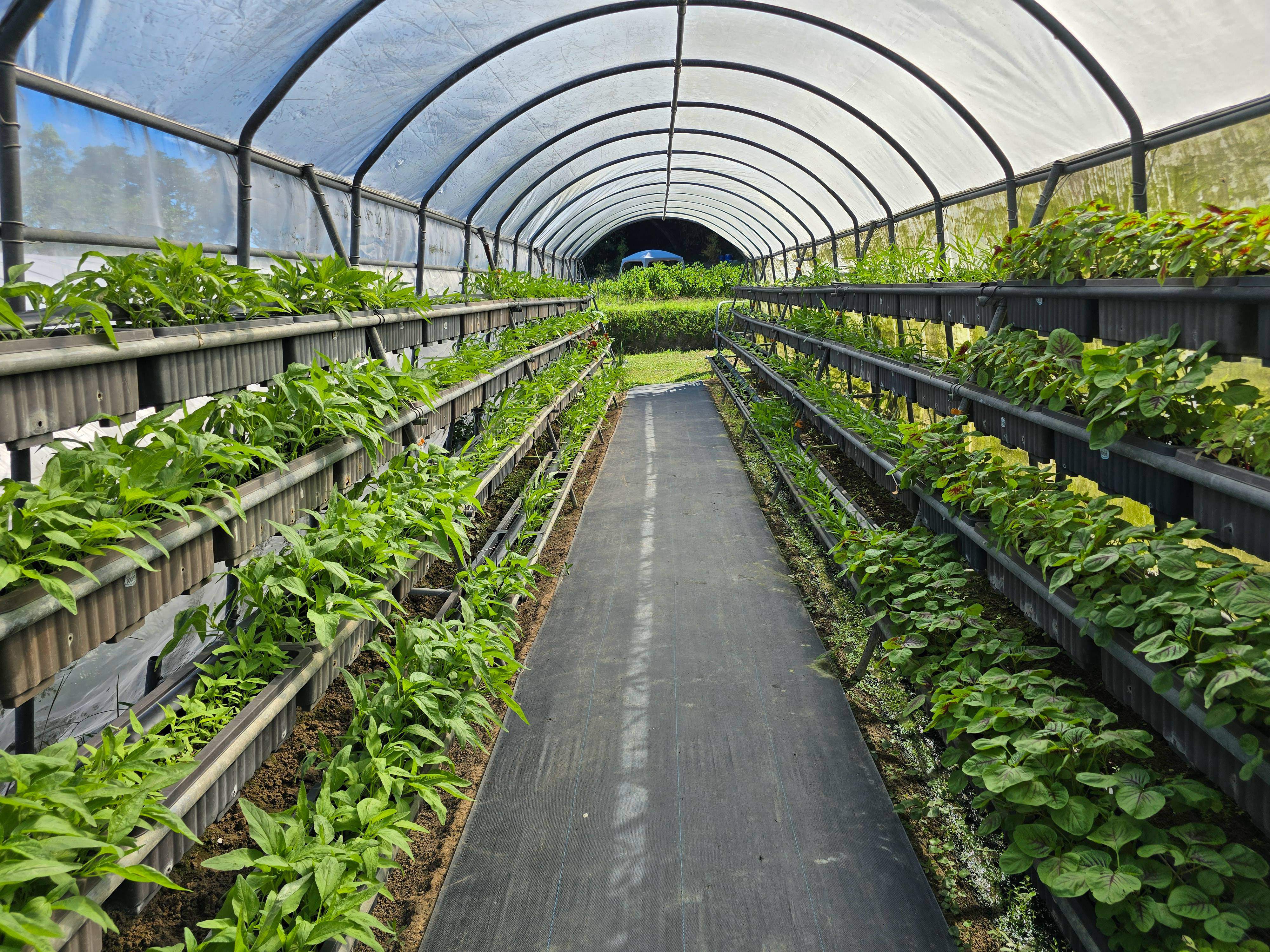 白石森活推廣有機，種植各式蔬菜與草莓。