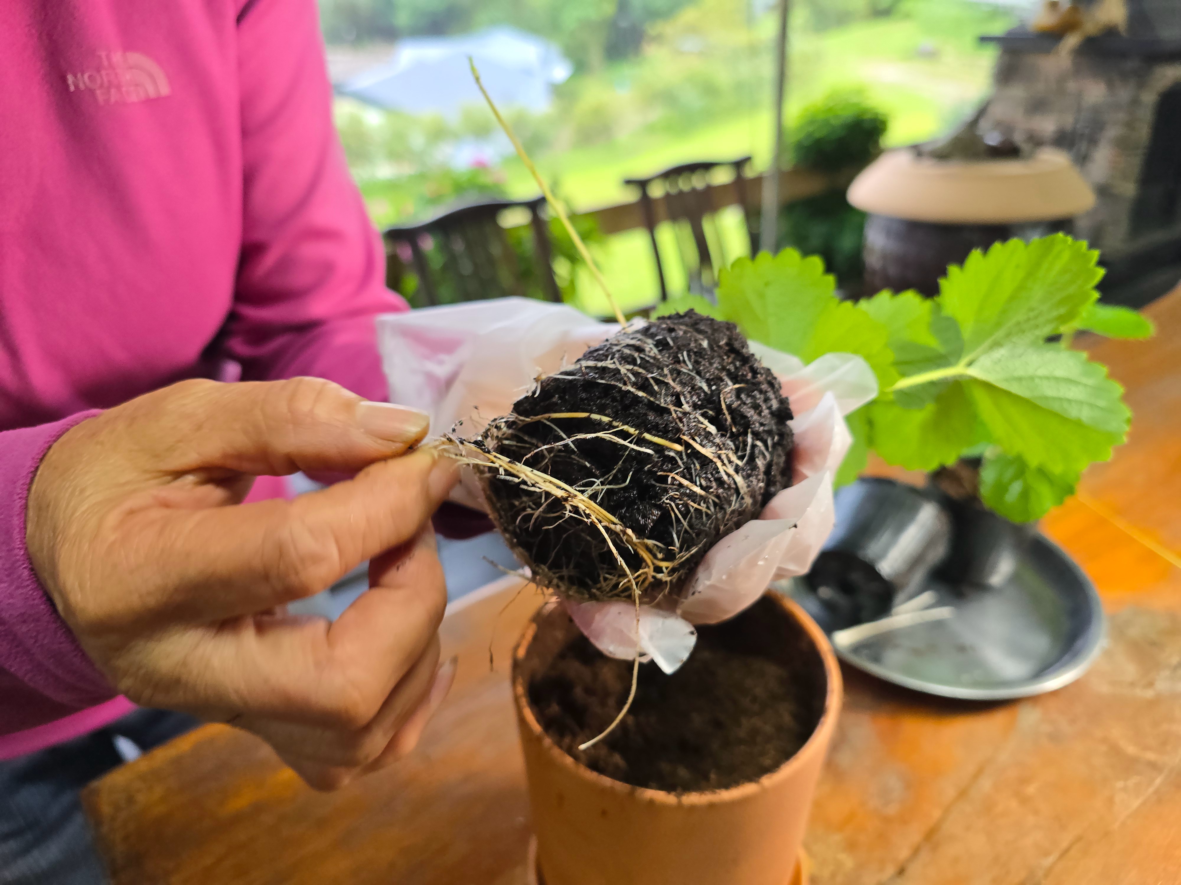 好好呵護草莓盆栽，一個半月就可以在家採收草莓。