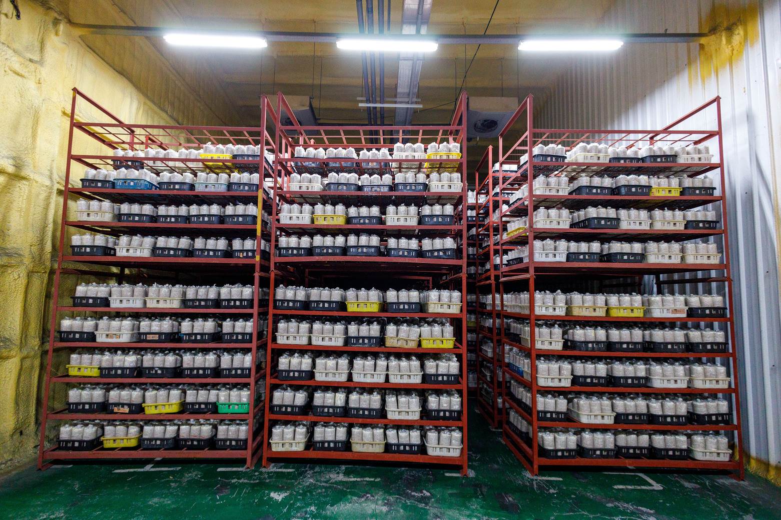 社頭養菇農場每年約可產出140萬個太空包。