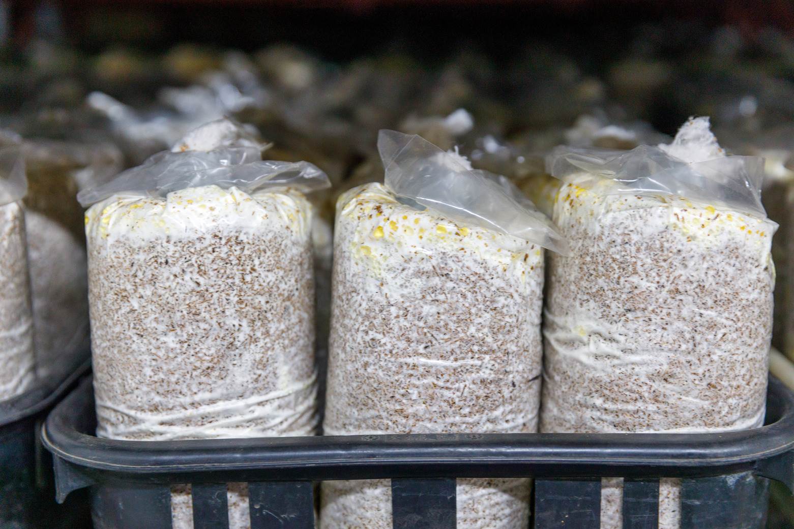 遊客能體驗帶回一包太空包，自己在家當起「菇農」。