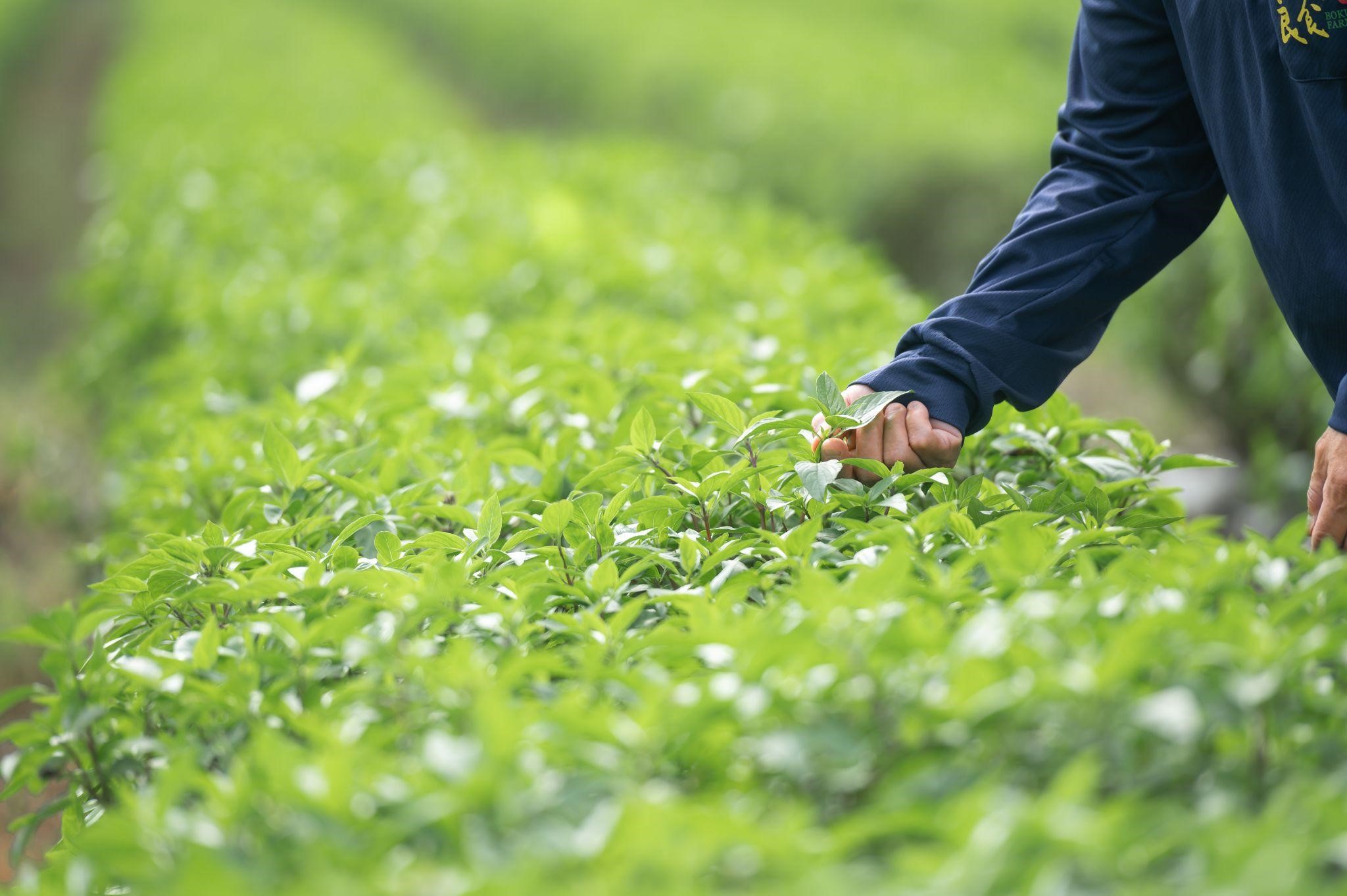 香氣逼人、迎風搖曳的羅勒，是農場的招牌。