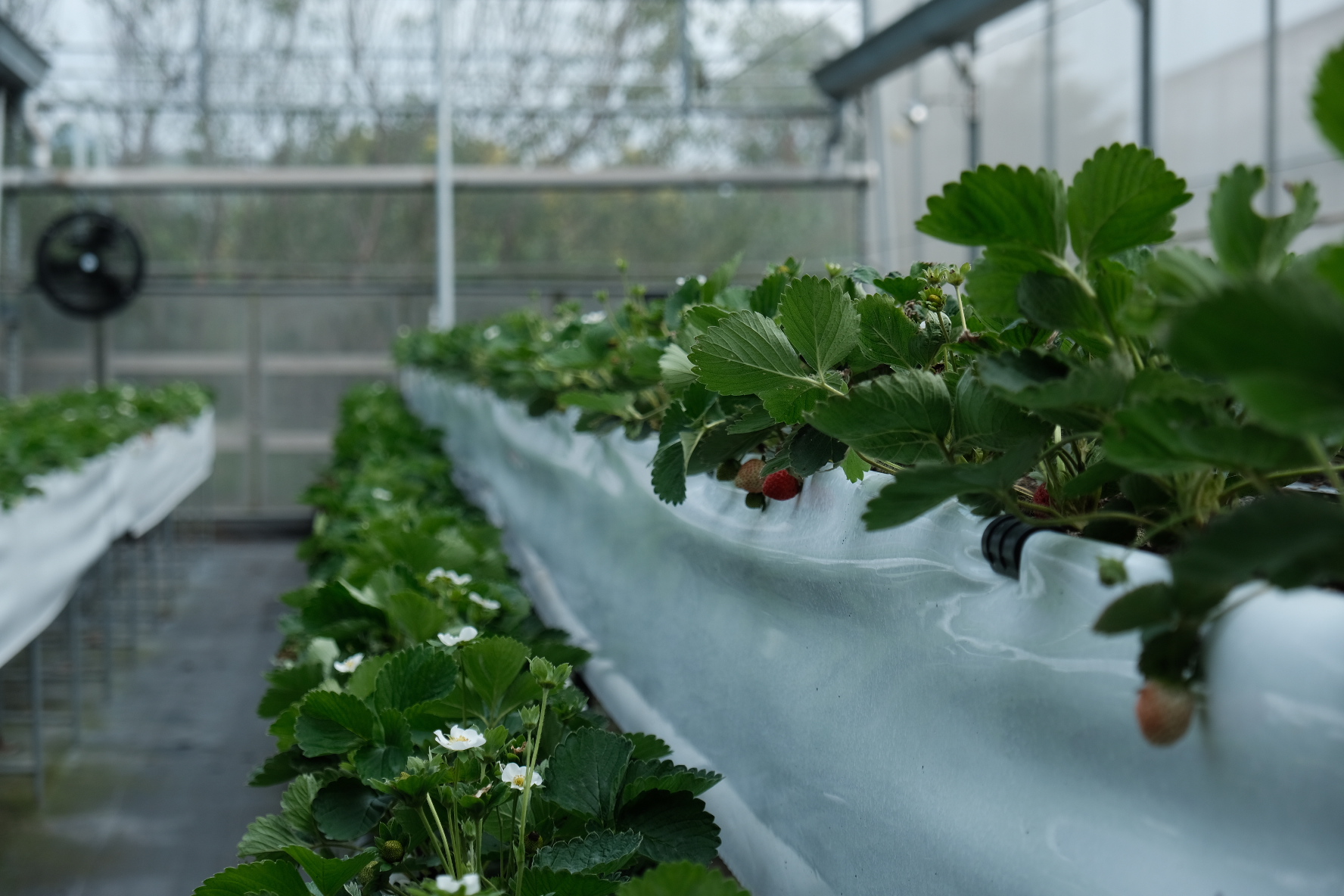 網室栽種搭配天敵生態鏈，可以有效避免草莓遭受蟲害。