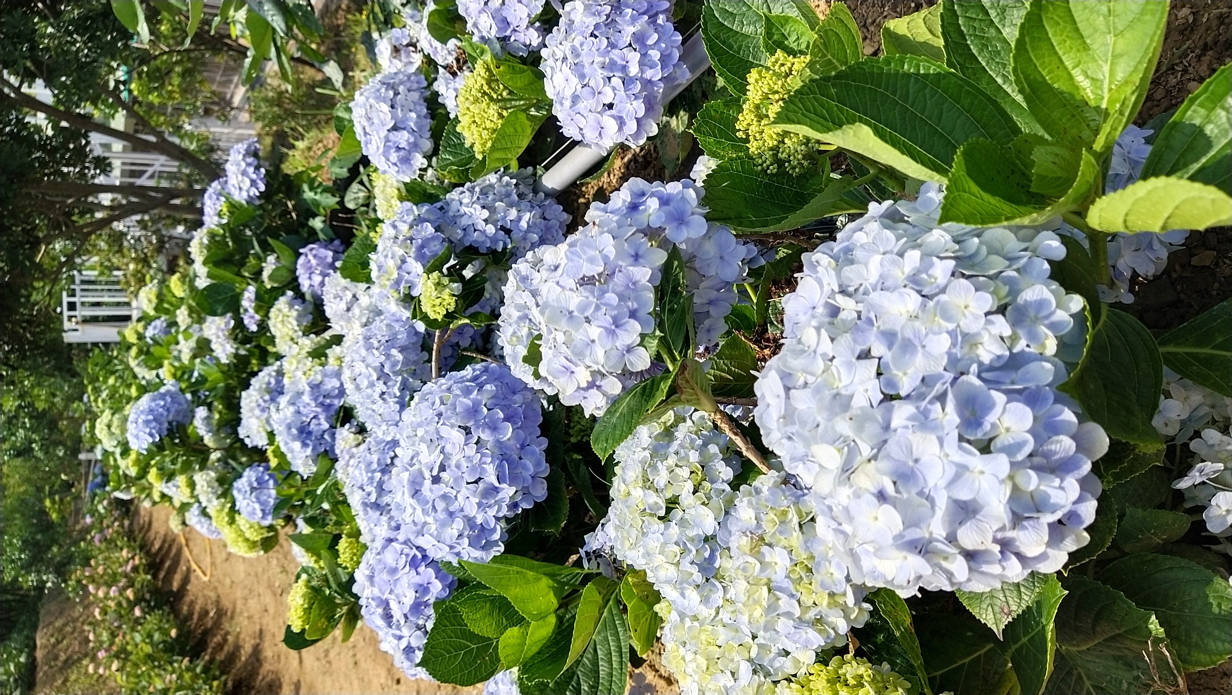 繡球花盛開，是山區一大美事。