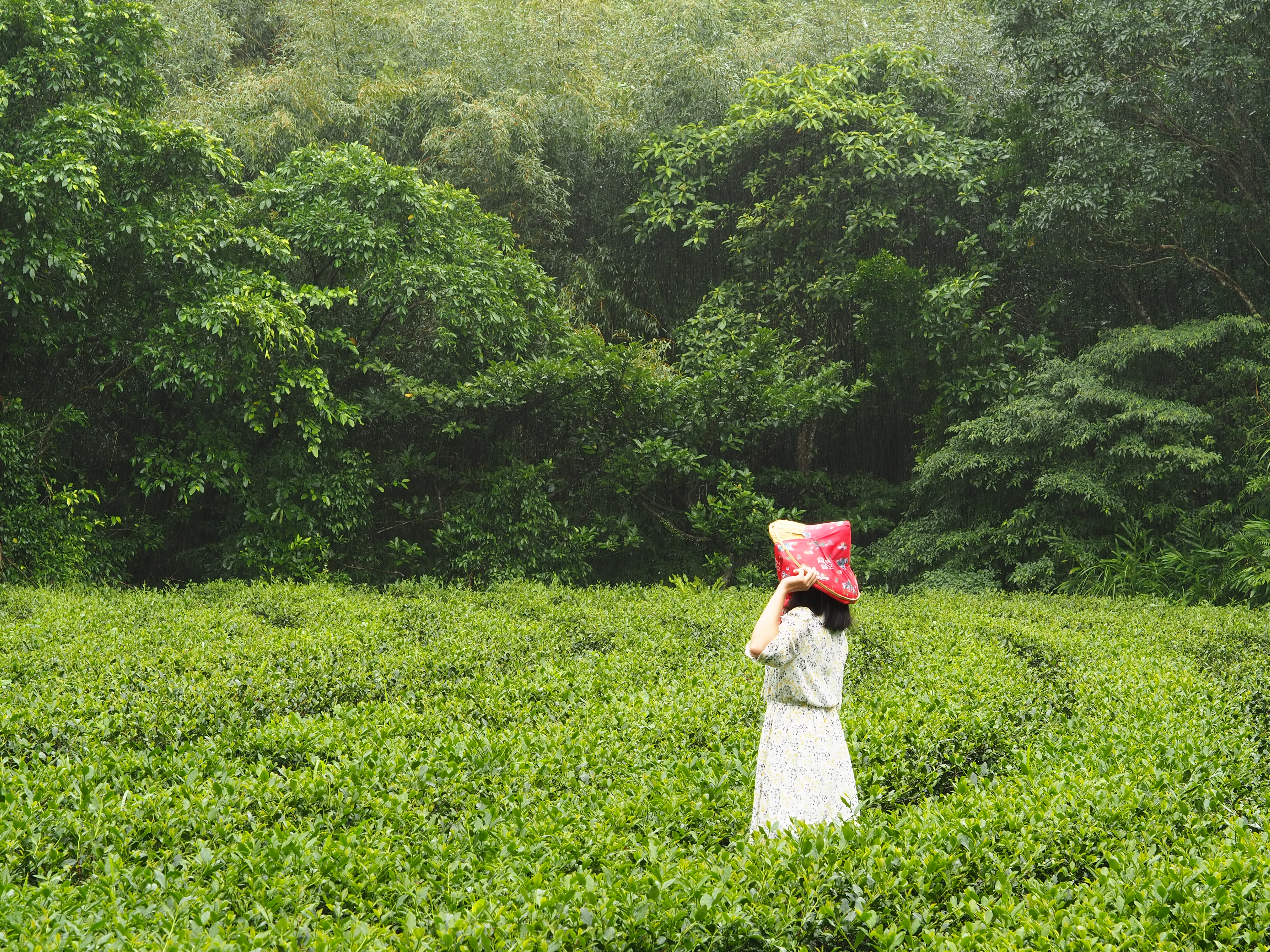 貓空美加茶園一隅。