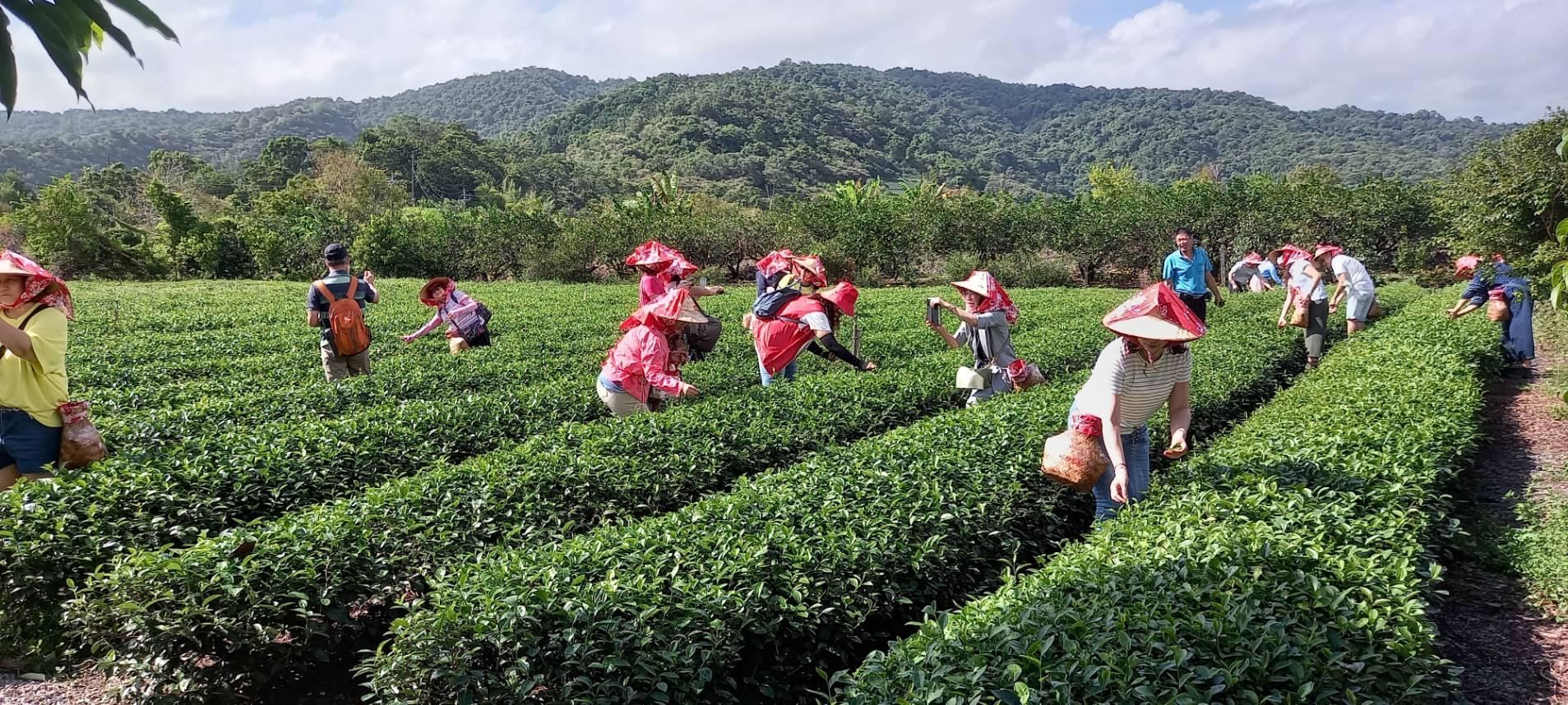 美麗的茶園景觀，也是休區特色之一。