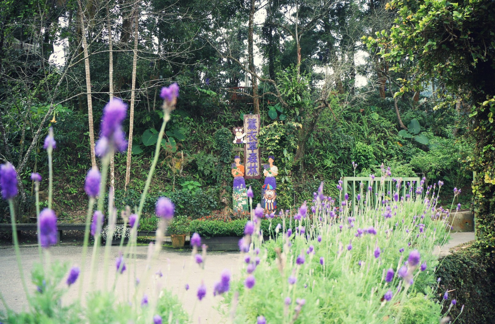 代表性景觀：薰衣草森林每逢薰衣草花季，紫色浪漫花海遍佈園區，浪漫指數破表。