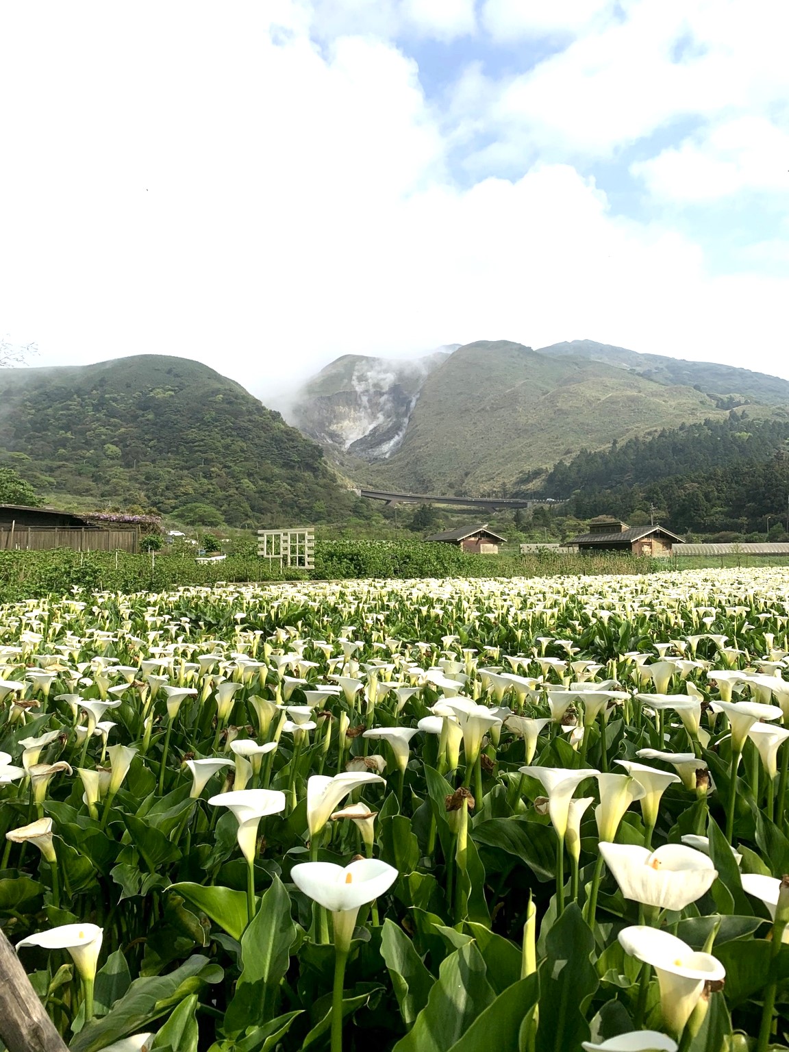 花谷─花季期間美景天成。