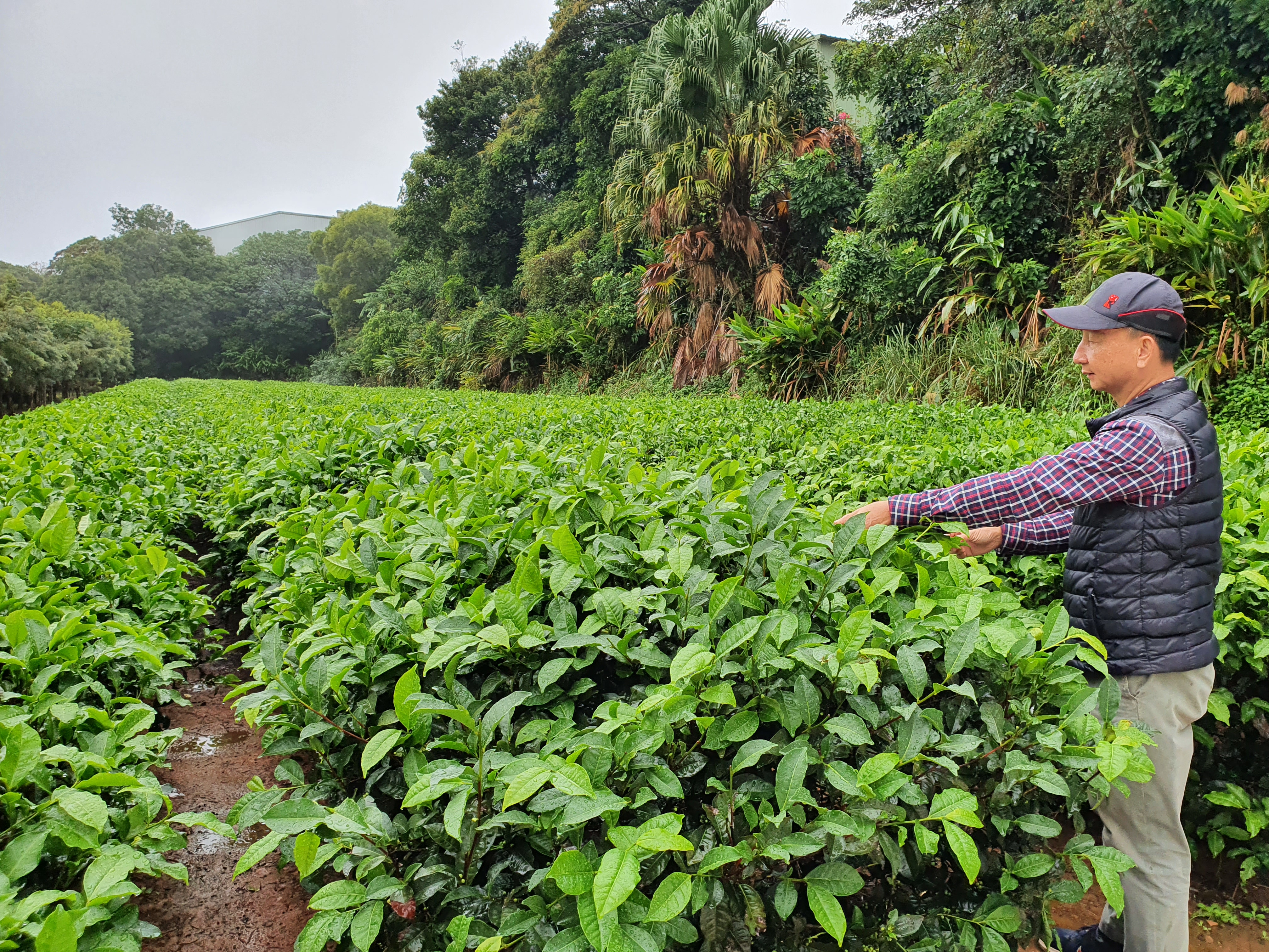 茶-小木屋休閒農場以手工摘取紅茶。