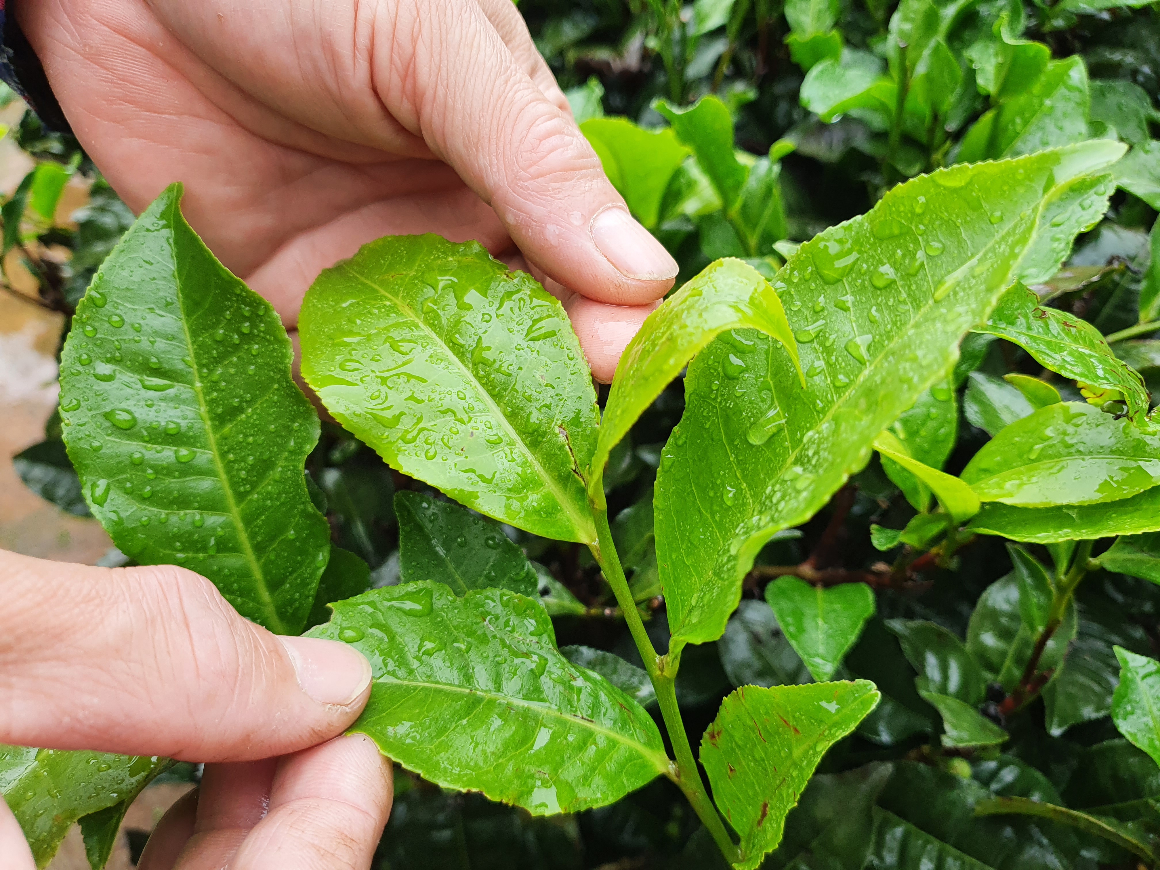 紅玉屬於大葉種茶樹品種。