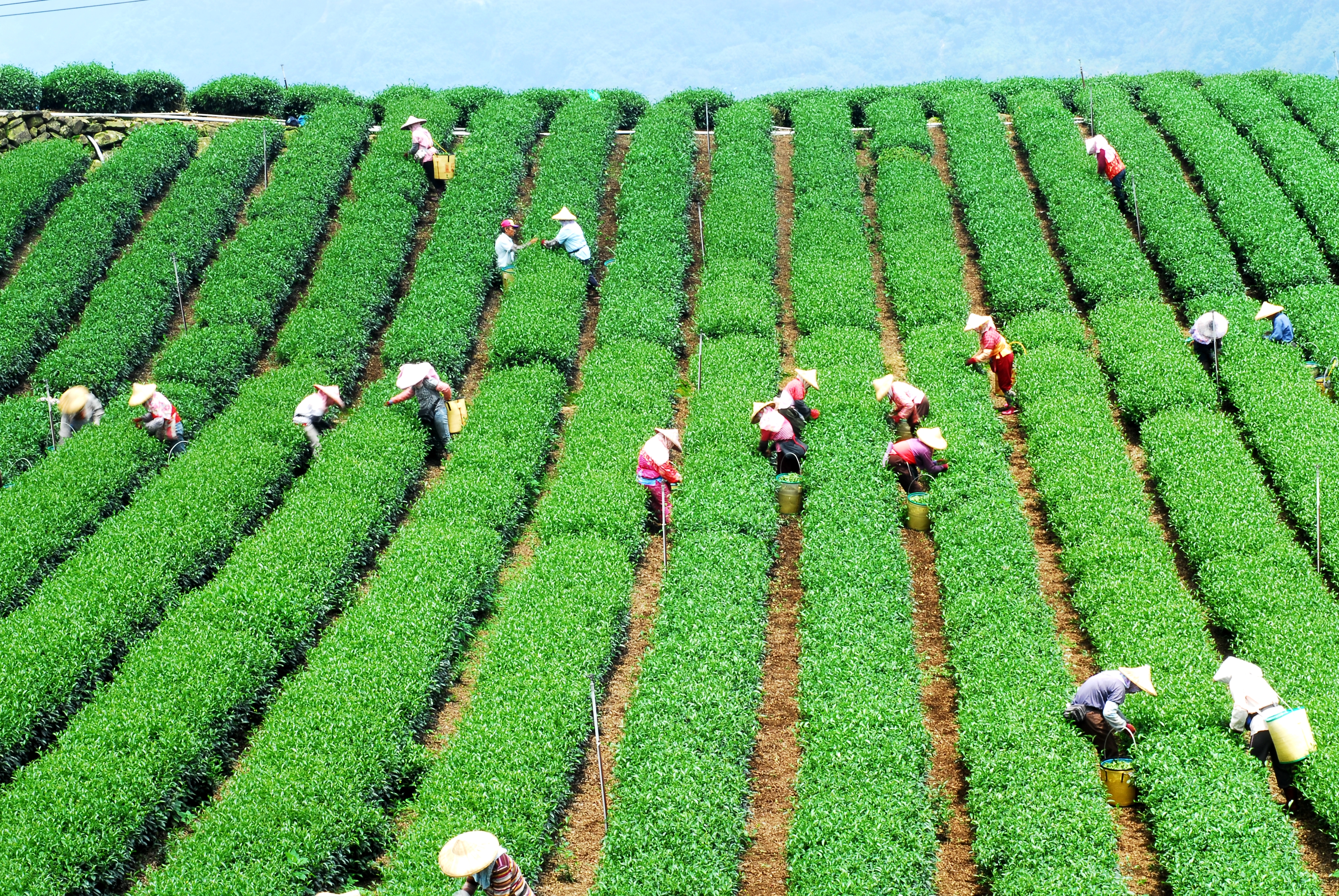 龍雲農場位於海拔1500公尺的高山上，適合茶葉生長