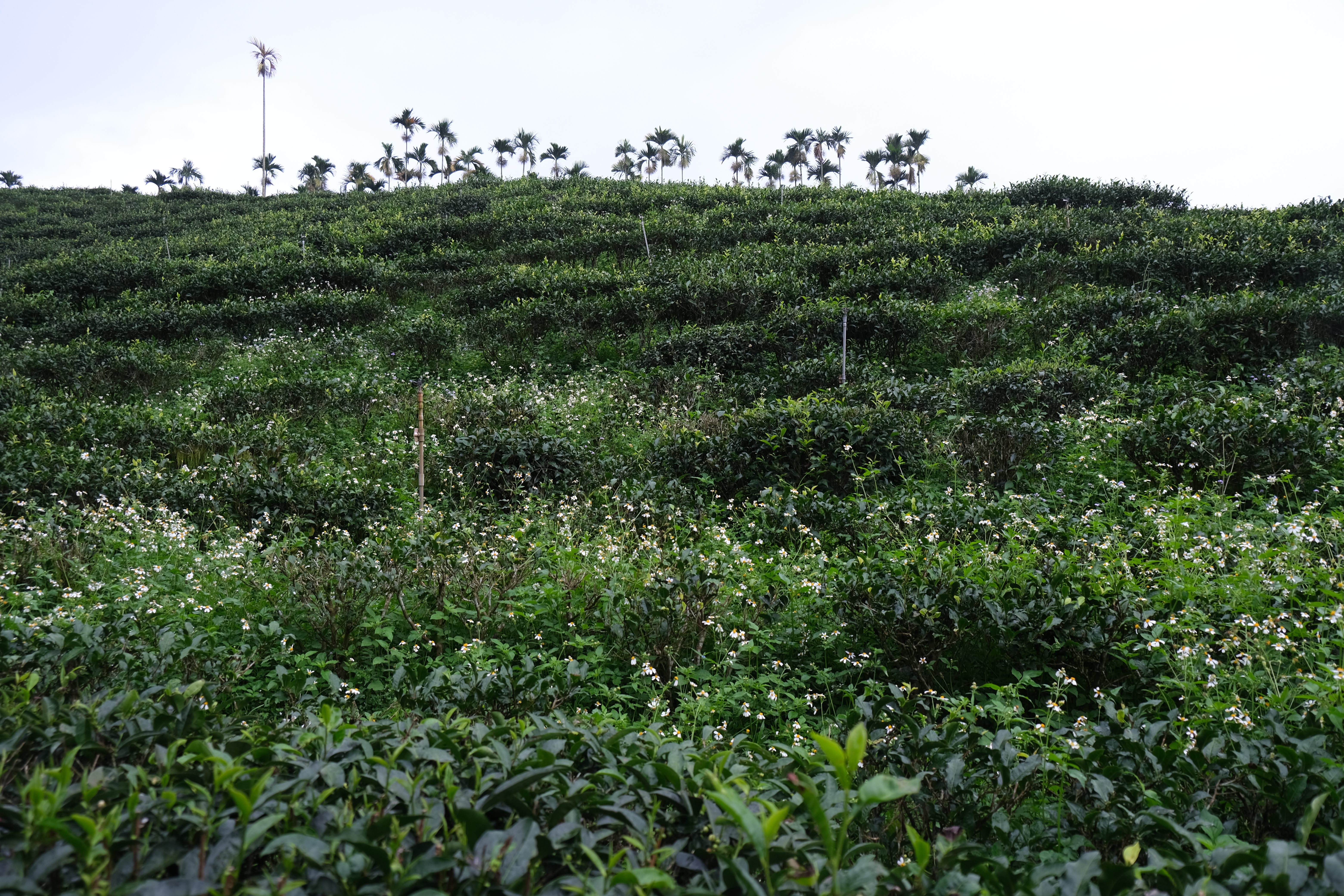 茶園不使用農藥、除草劑，以有機肥料栽種，達到友善環境的效果。