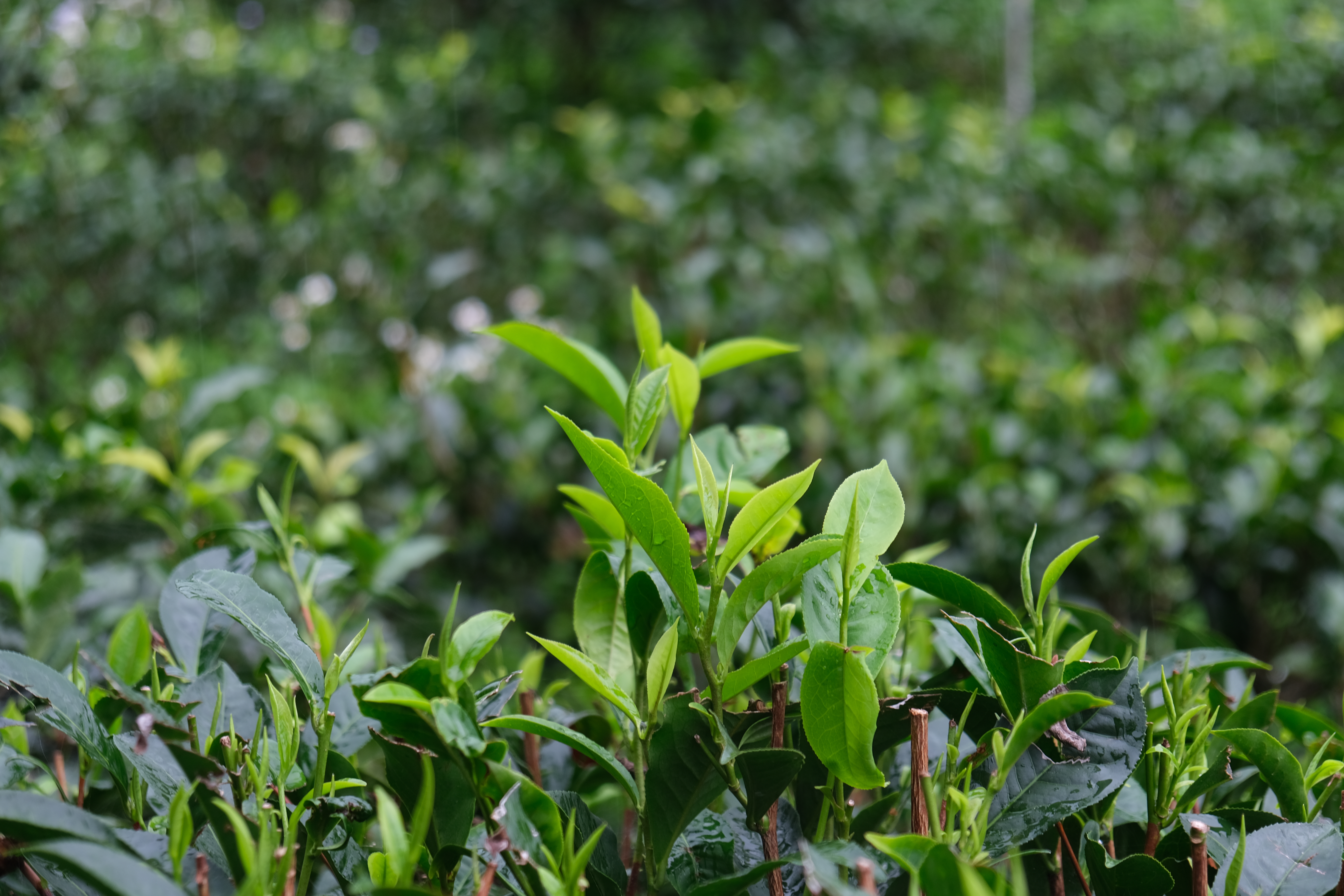 茶園種植多種紅茶品種，像是阿薩姆紅茶、紅韻紅茶等。