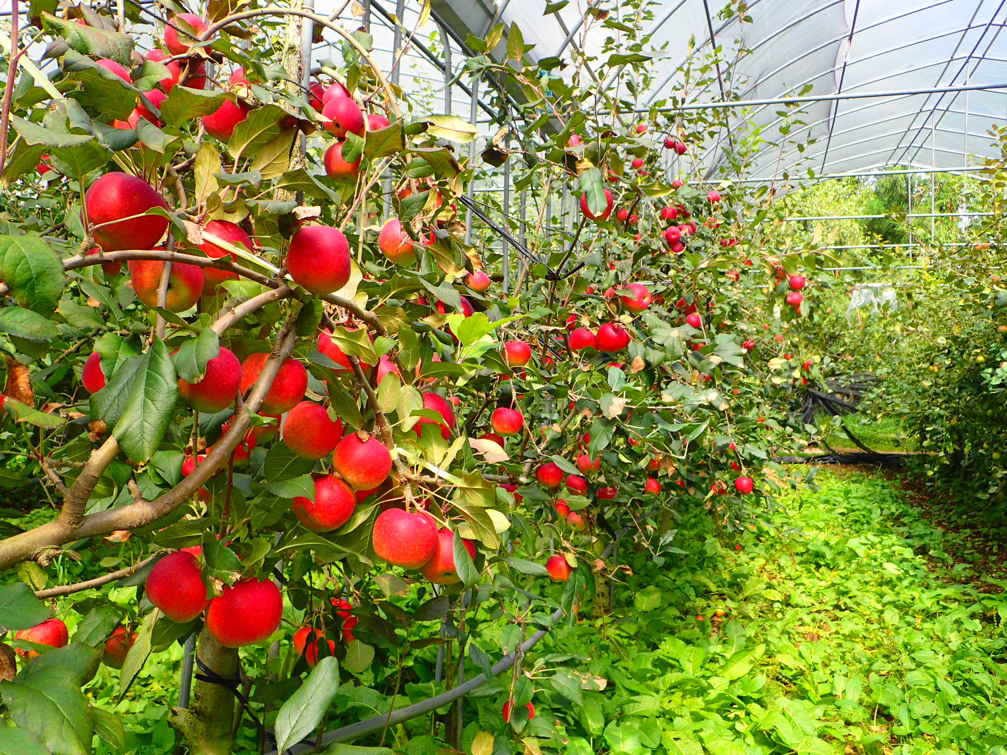 蘋果栽種面積達1.5公頃逾1800株