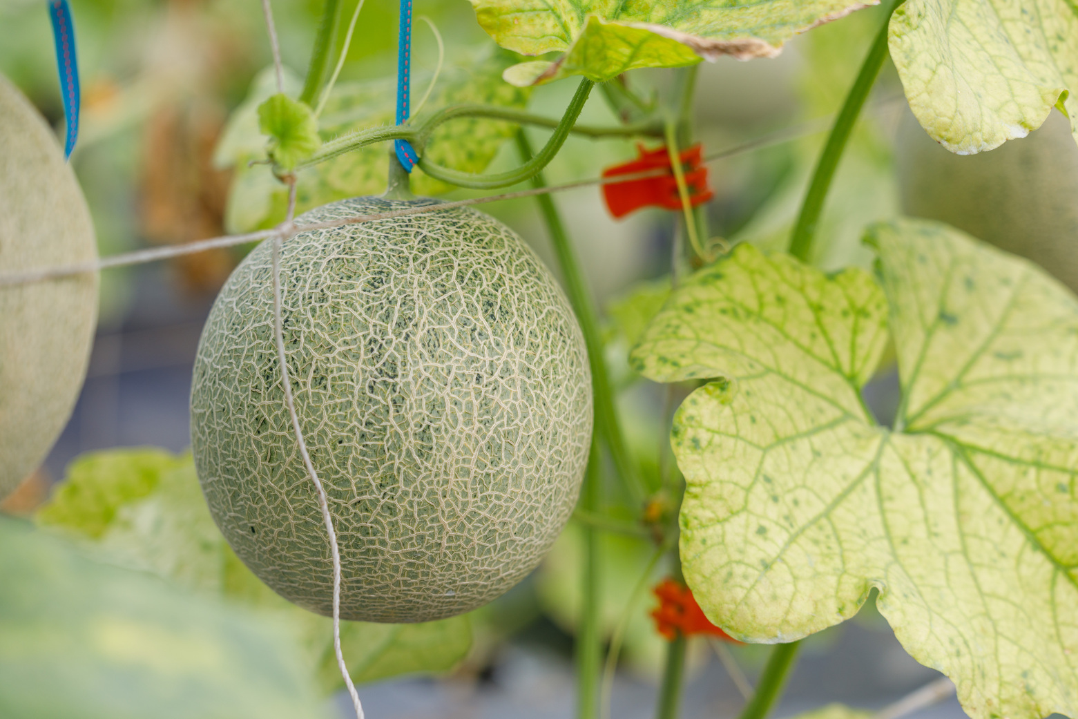 高豪駿的洋香瓜種植很多來自日本的高級品種，像是這個來自日本香蜜兒公主，味道清甜。