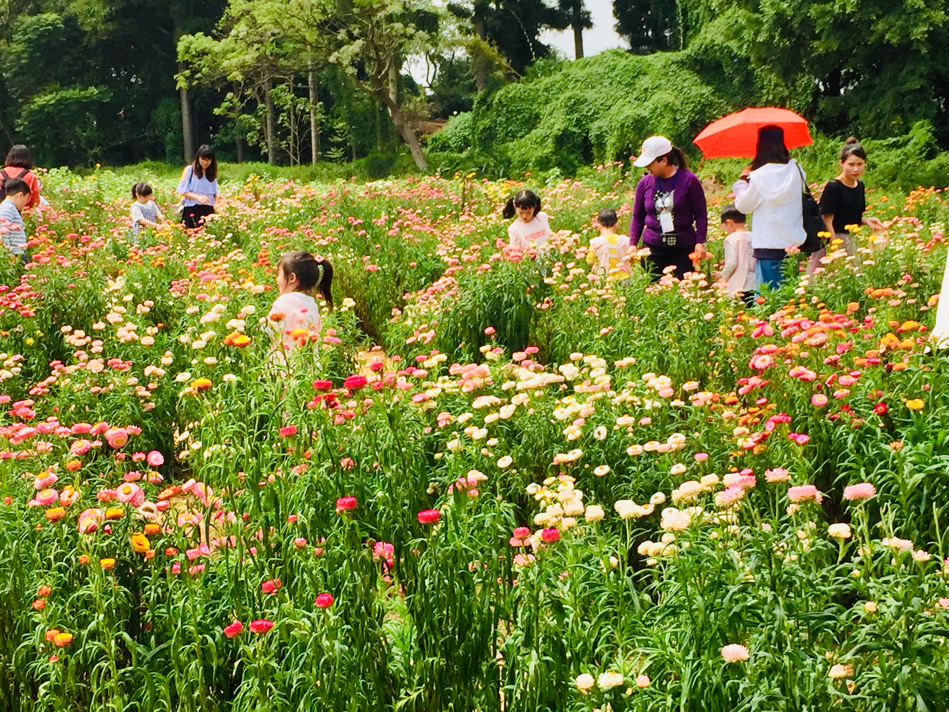 賞花剪花客絡繹不絕，花田裡歡笑聲不斷。