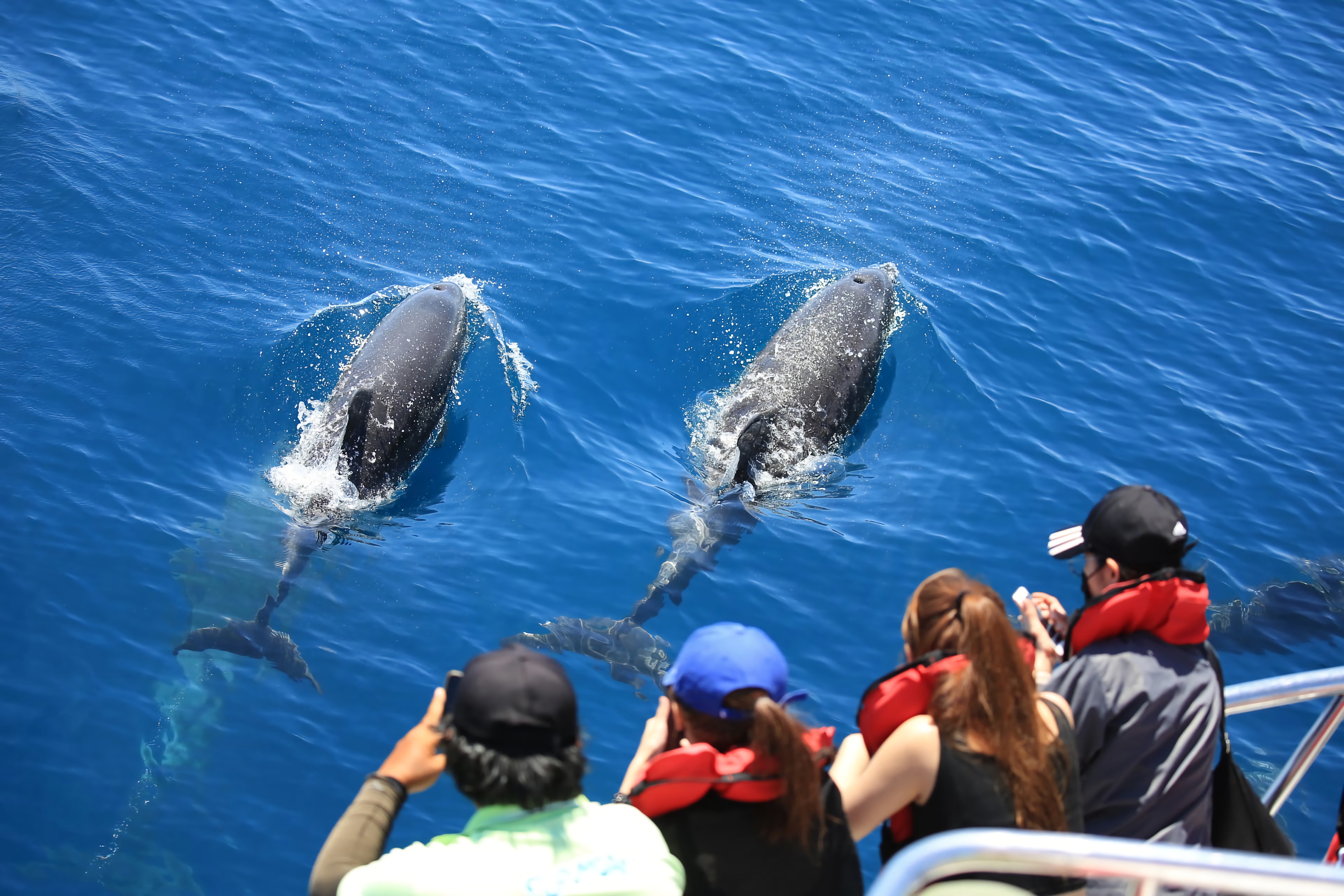 能夠近距離觀賞鯨豚，遊客雀躍不已。