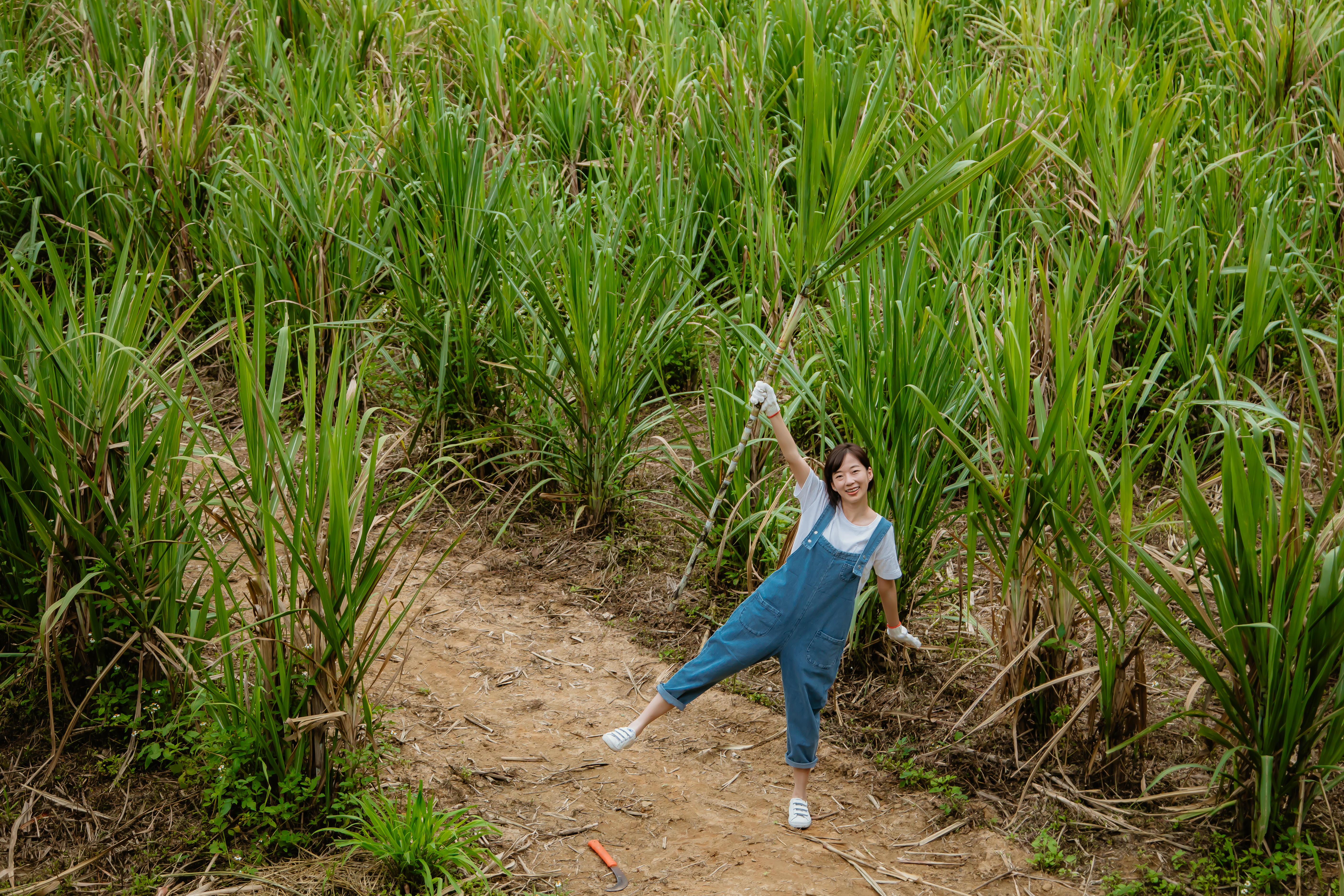 遊客體驗下田砍甘蔗的樂趣。新城風糖提供