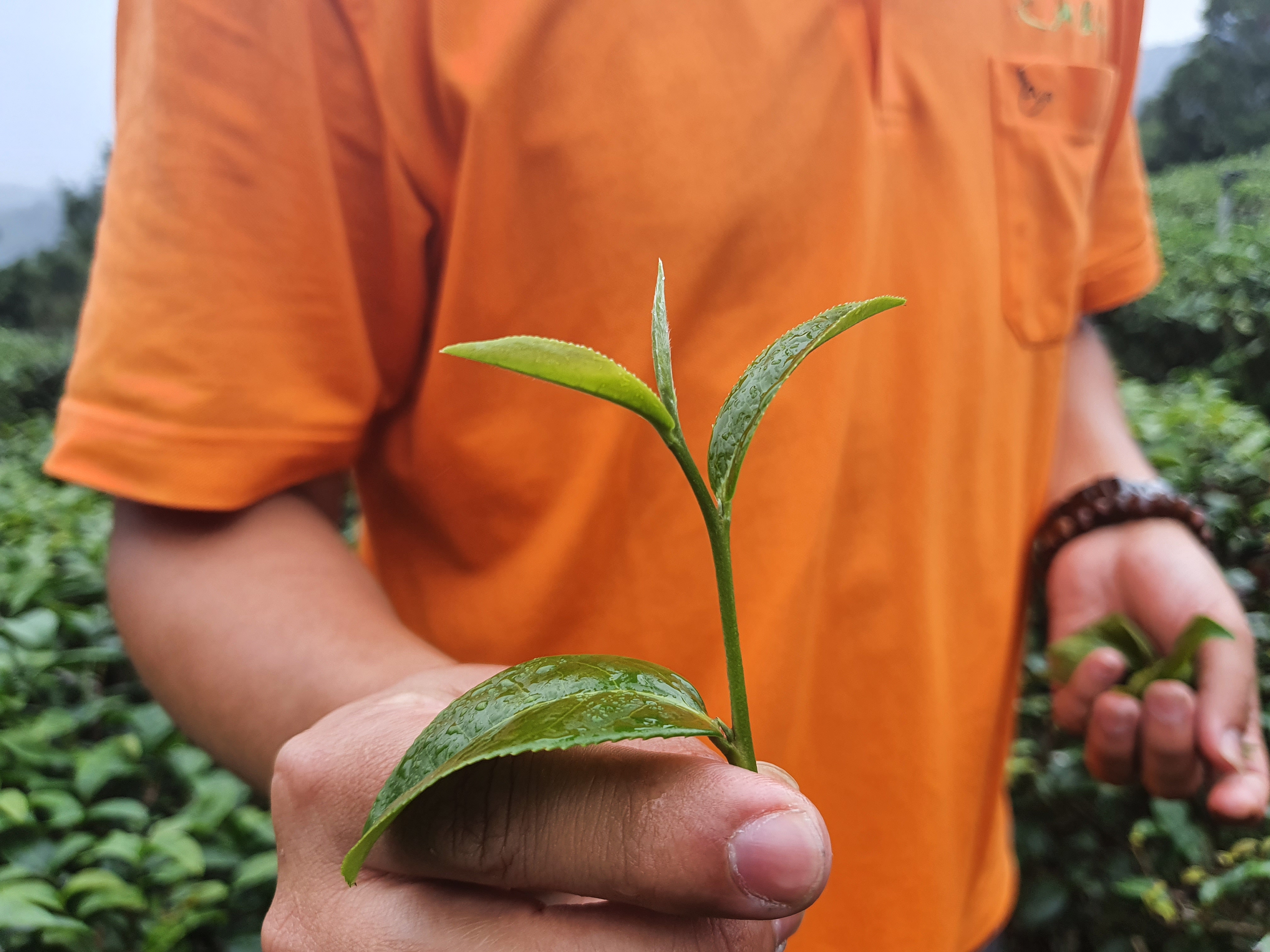 遊客體驗採茶。