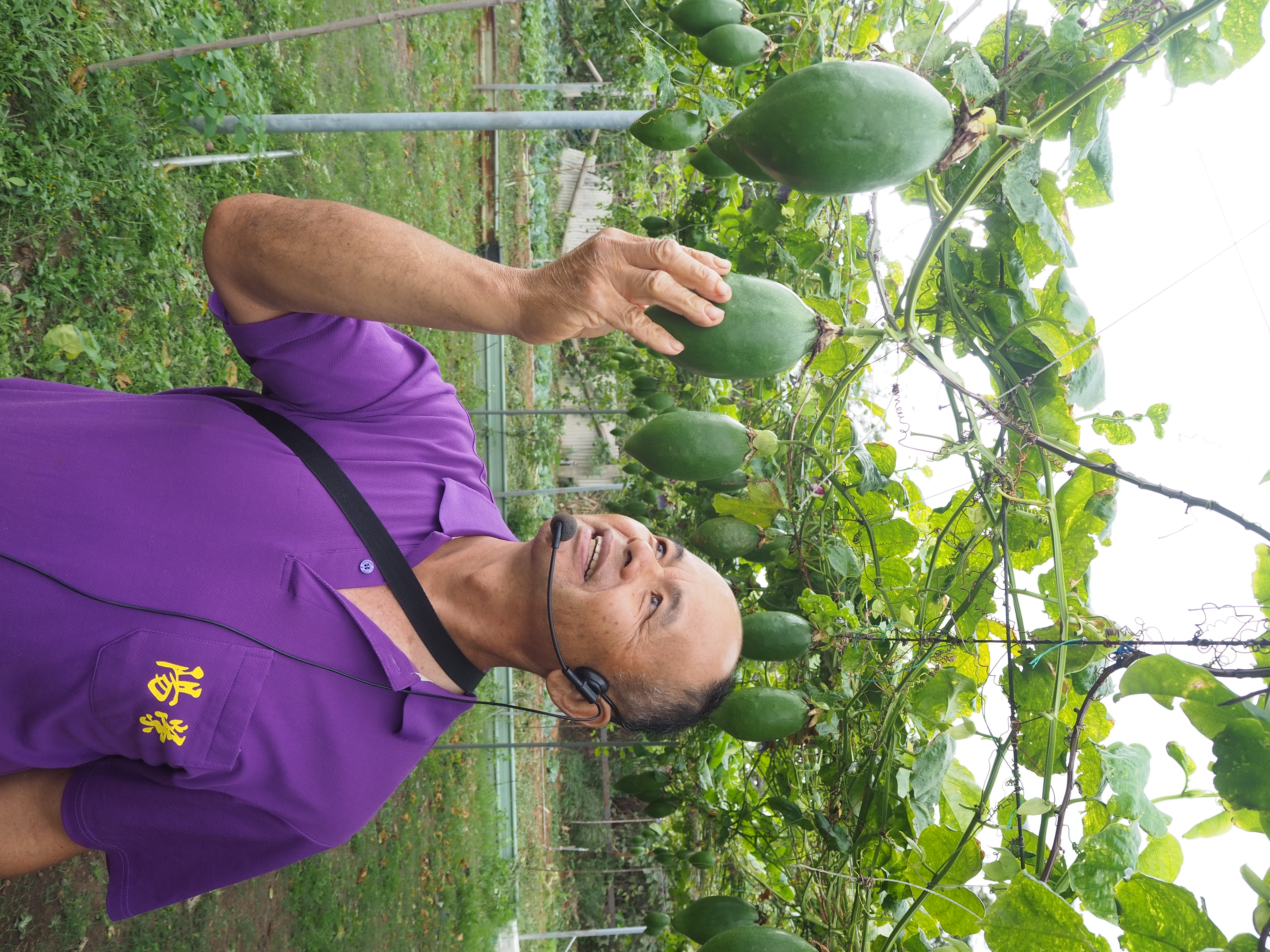 郭國良栽種的百香果面積約5分，有4種品種。