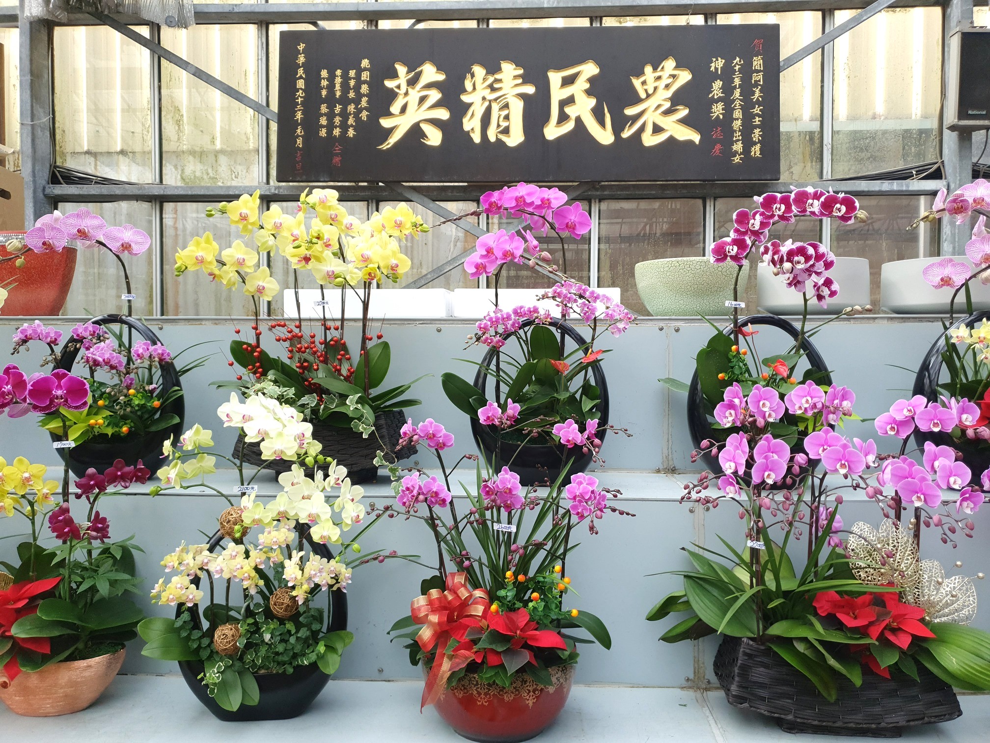 金興蘭園提供客製化盆栽。