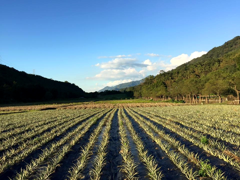 無邊無際的鳳梨田