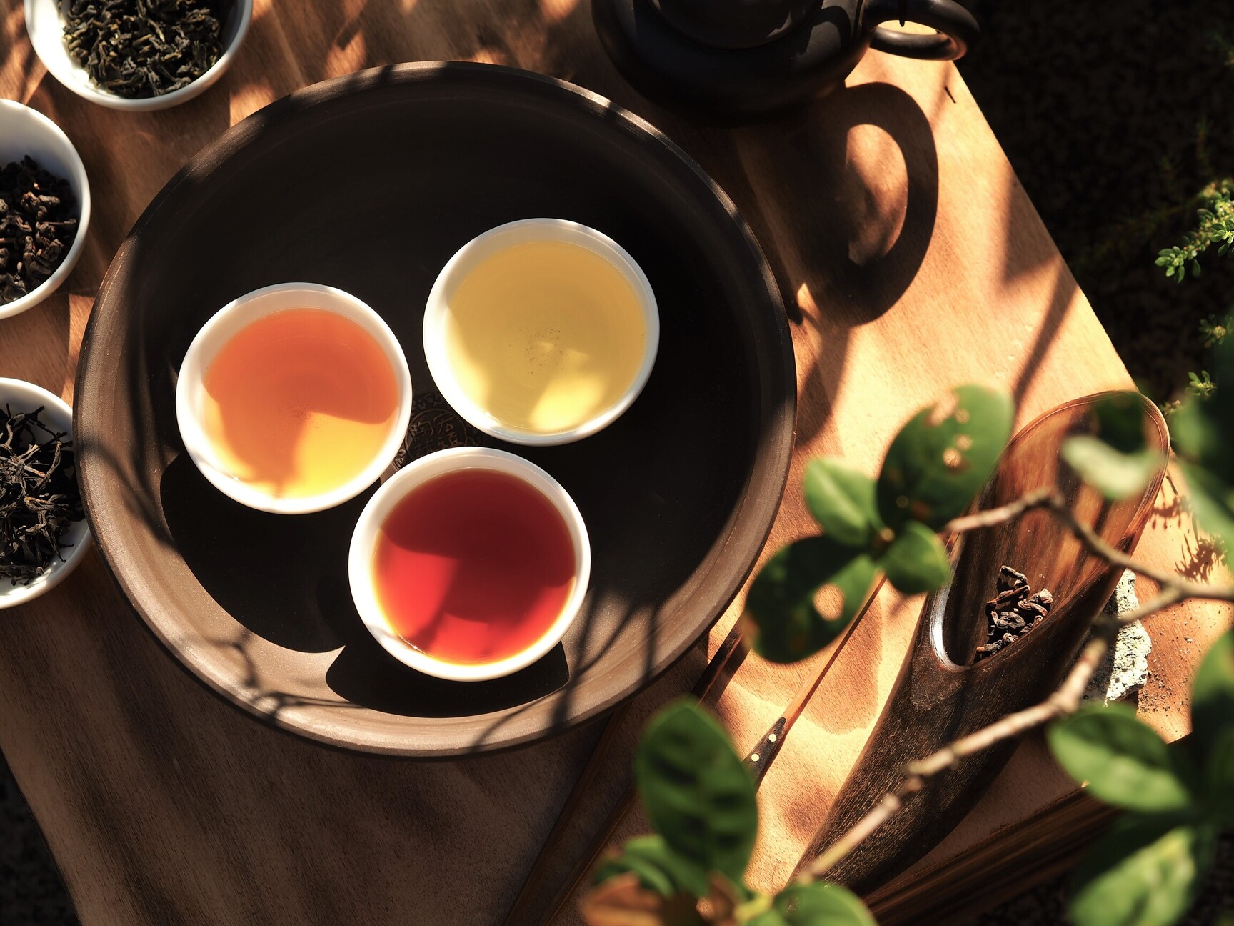 鐵觀音、包種茶、紅茶