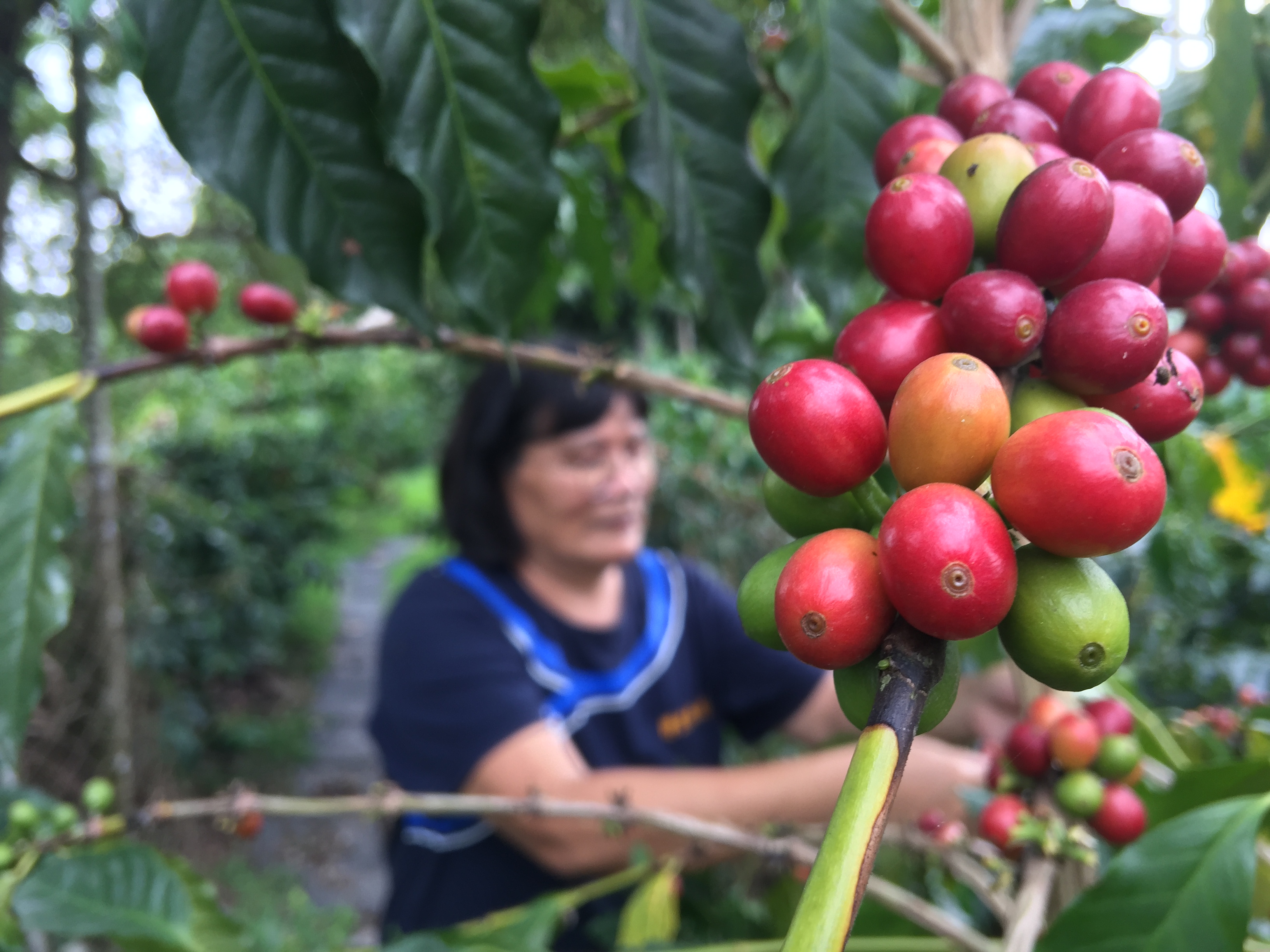 台灣少見的賴比瑞亞咖啡樹，果實比其他品種咖啡大上許多。