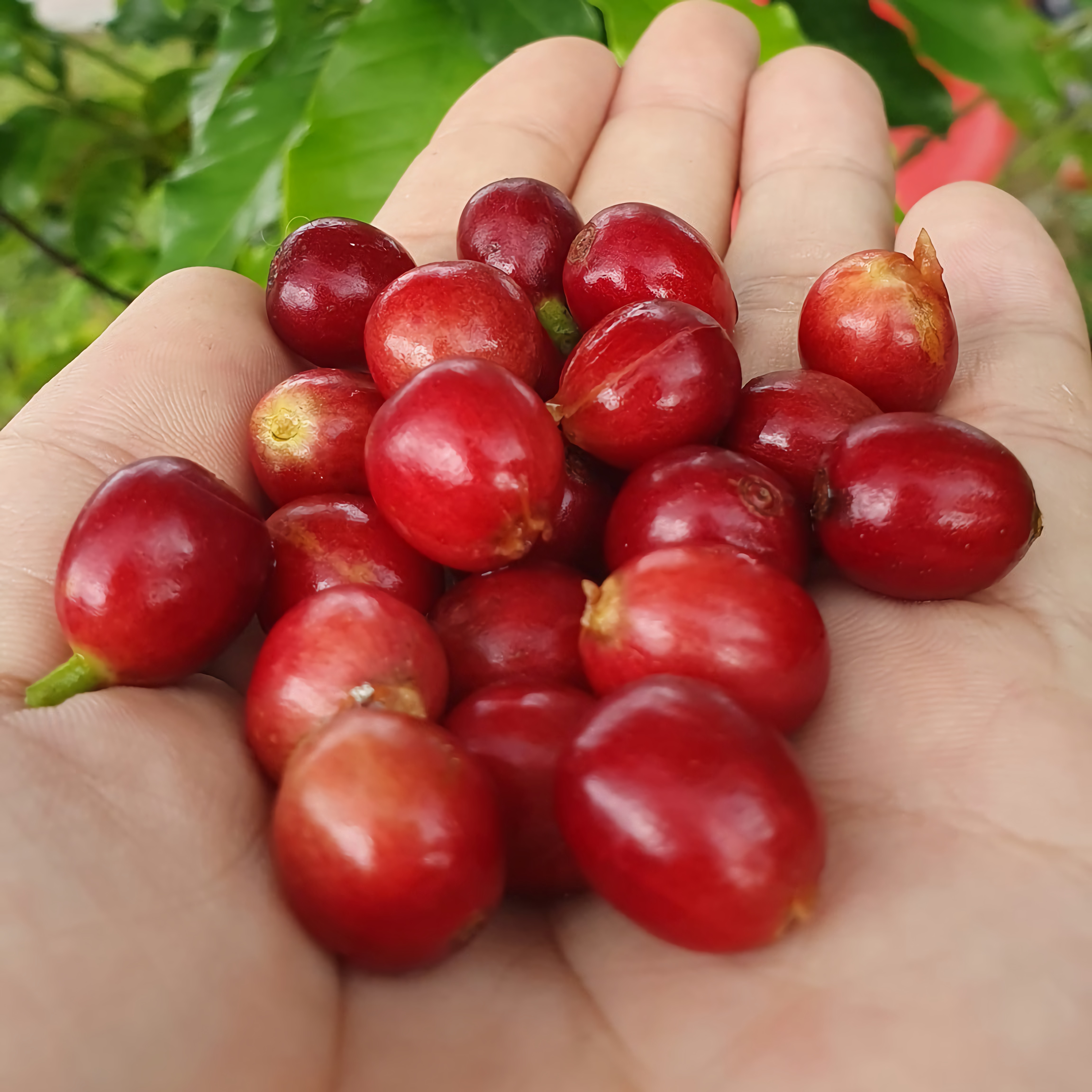 大武山咖啡以阿拉比卡的鐵畢卡品種為主。