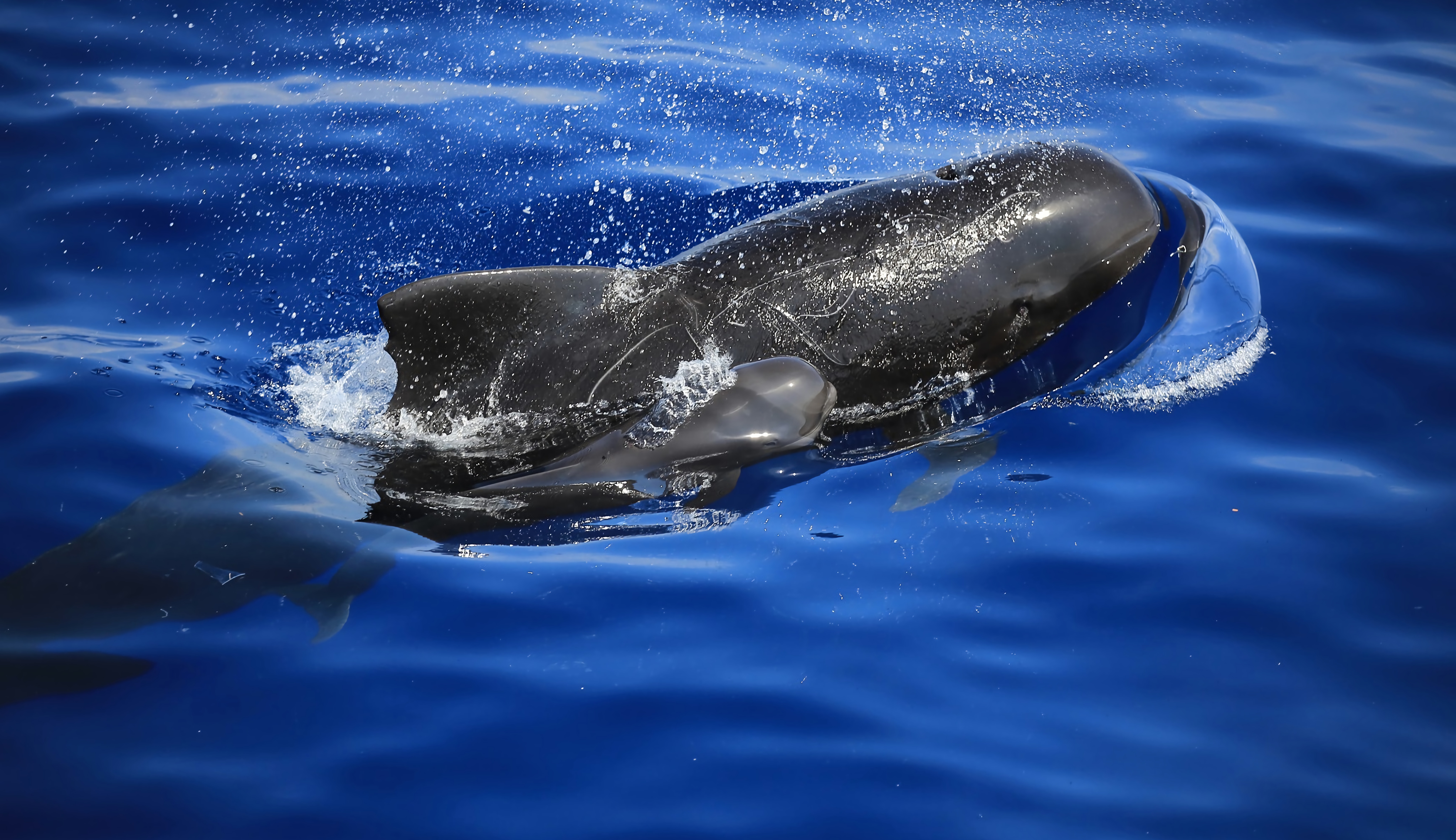 全世界的鯨種大約80種，花蓮就可以看到30多種，領航鯨正是其中一例。