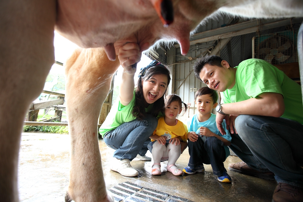 擠牛奶體驗