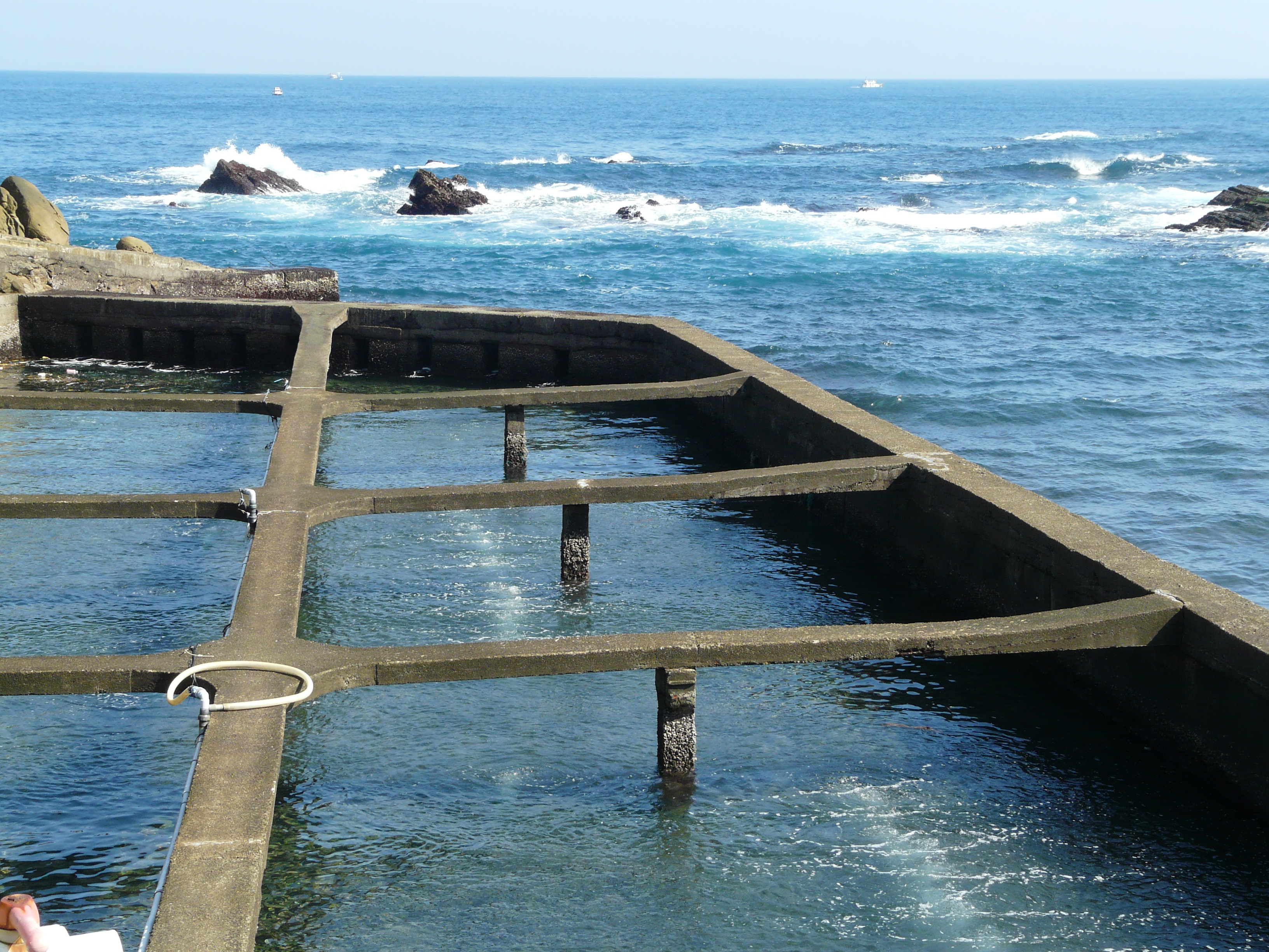 「鮮物本舖」的九孔養殖池與潮來潮往的海水相連在一起。
