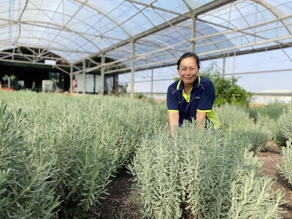 王麗斐栽植20多種適合國人體質的香草作物